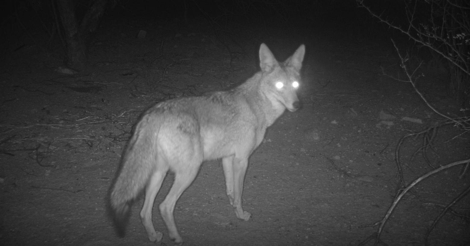 A black and white image of a coyote caught on a trail camera at night. 