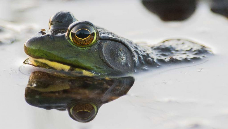A green frog with large eyes pokes its head out of the water. 