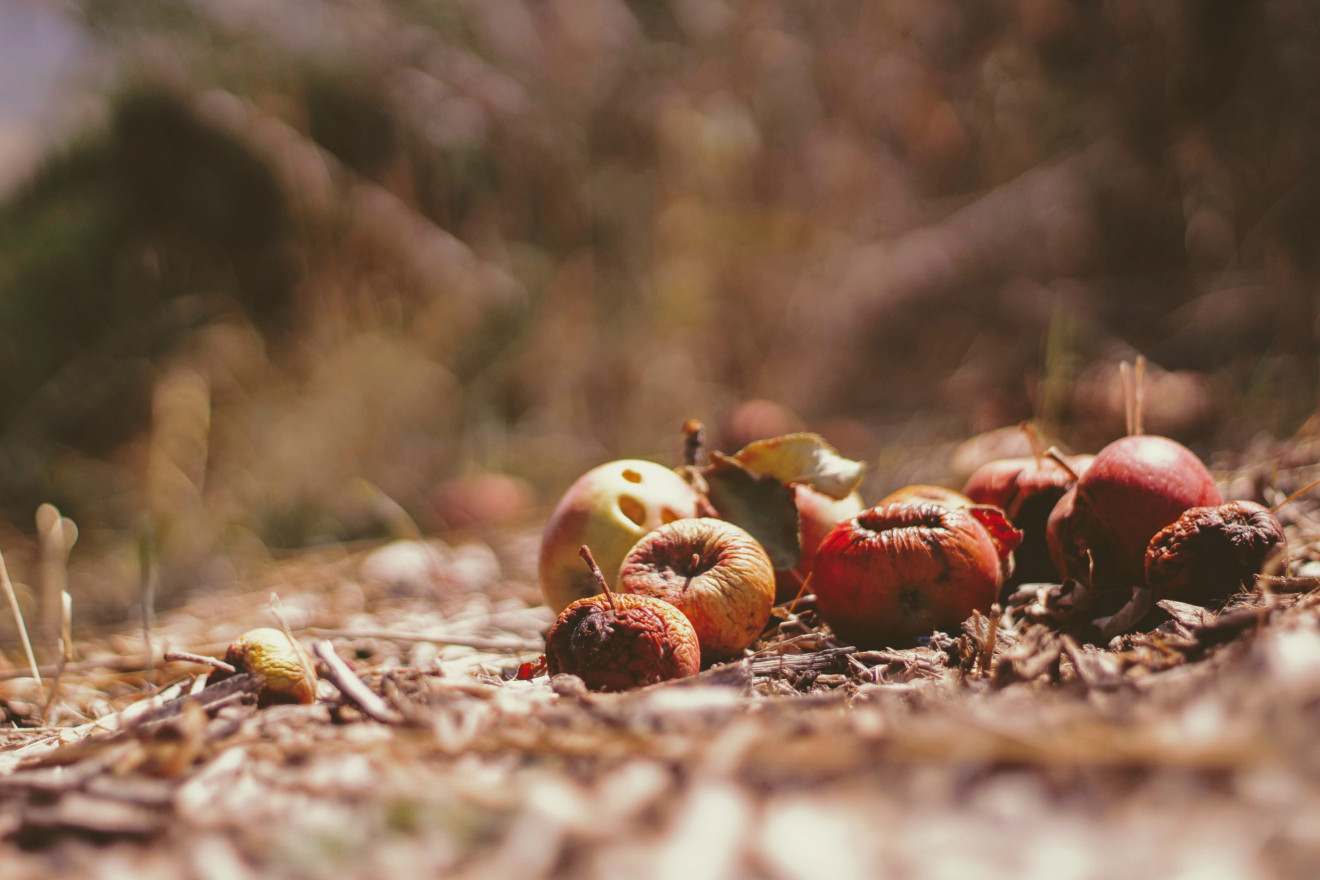 A handful of decaying apples are grouped together on the ground. 