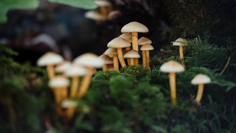 A group of small light-colored mushrooms growing out of moss-covered ground.
