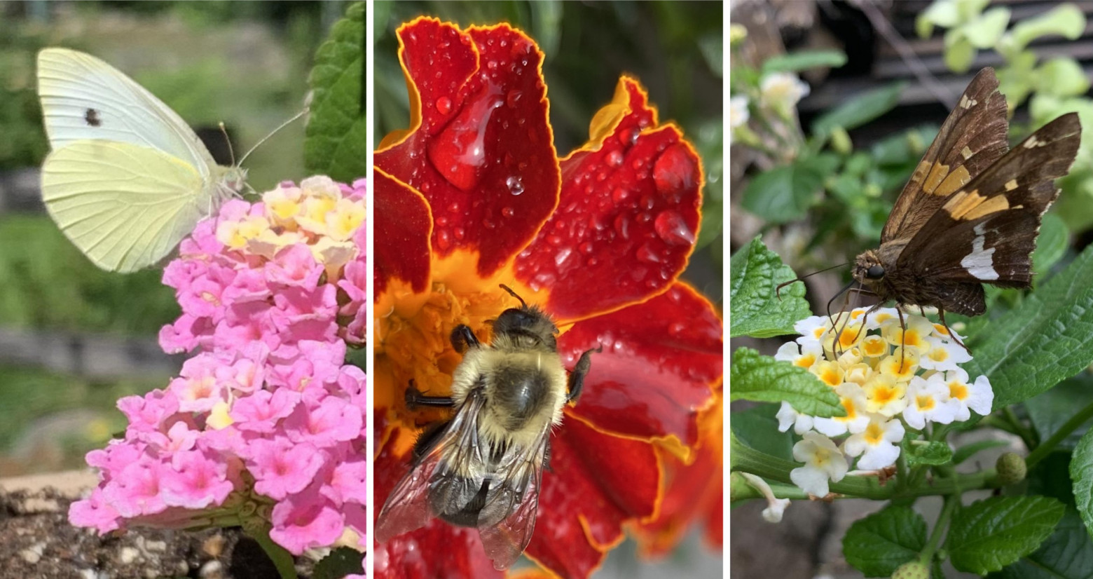 The pictures, one depicting a yellow butterfly perched on pink flowers, a bee perched on a red flower, and a brown butterfly on white flowers. 