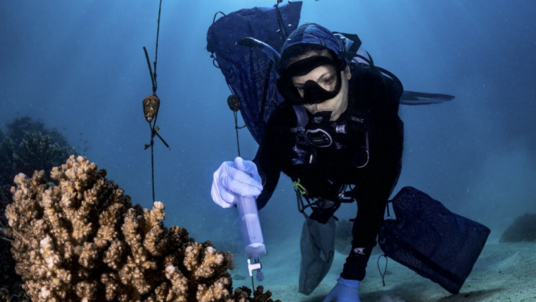 Researcher Raquel Peixoto applies a cocktail of beneficial bacteria to a coral reef under the Red Sea in Saudi Arabia. Corals are just one of the potential beneficiaries of probiotics. 