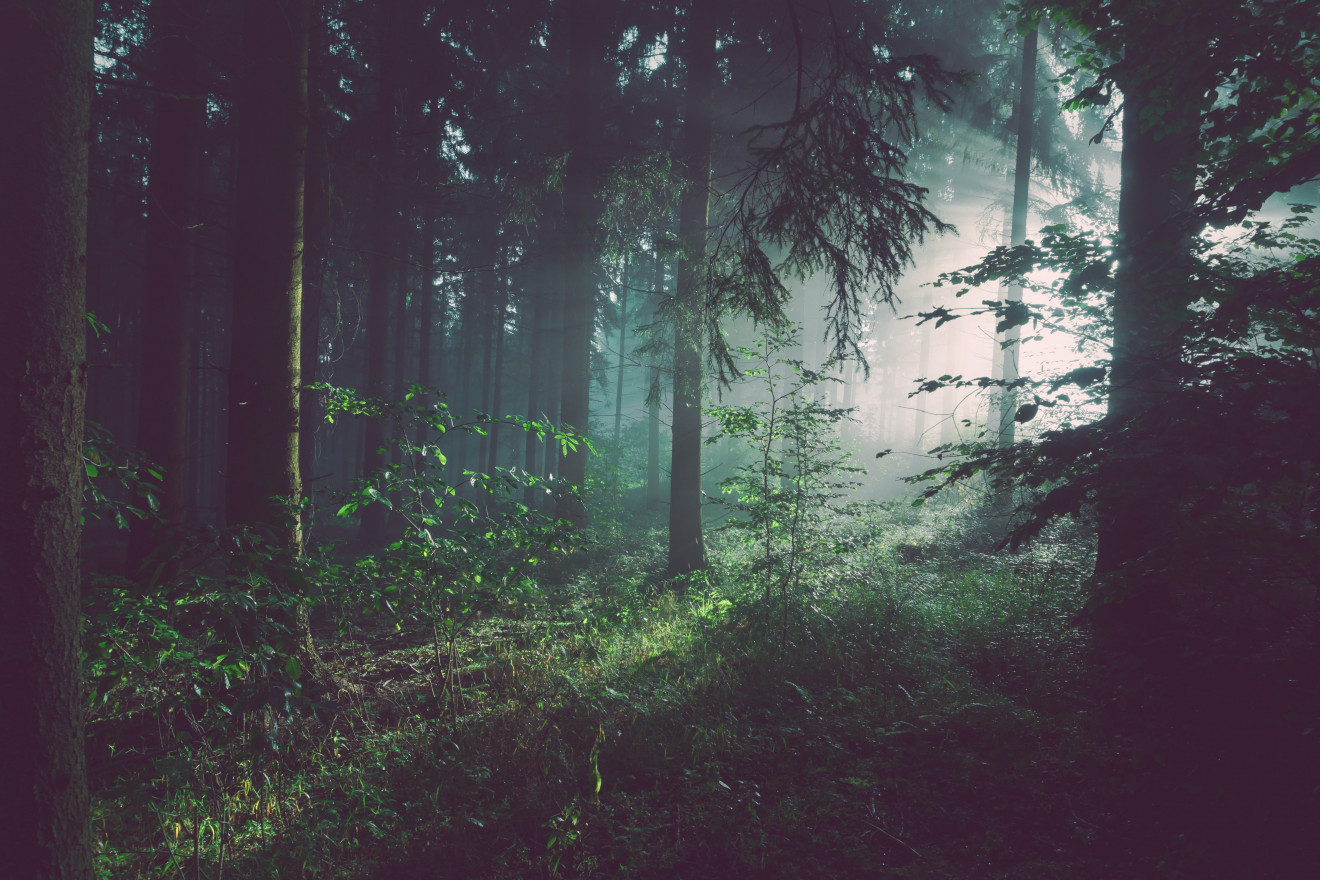 Sunlight shines through a misty and lush forest.
