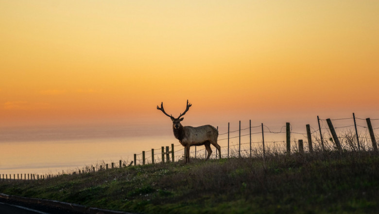 A tule elk standing near a wire fence on a roadside. The sky is orange at sunset.