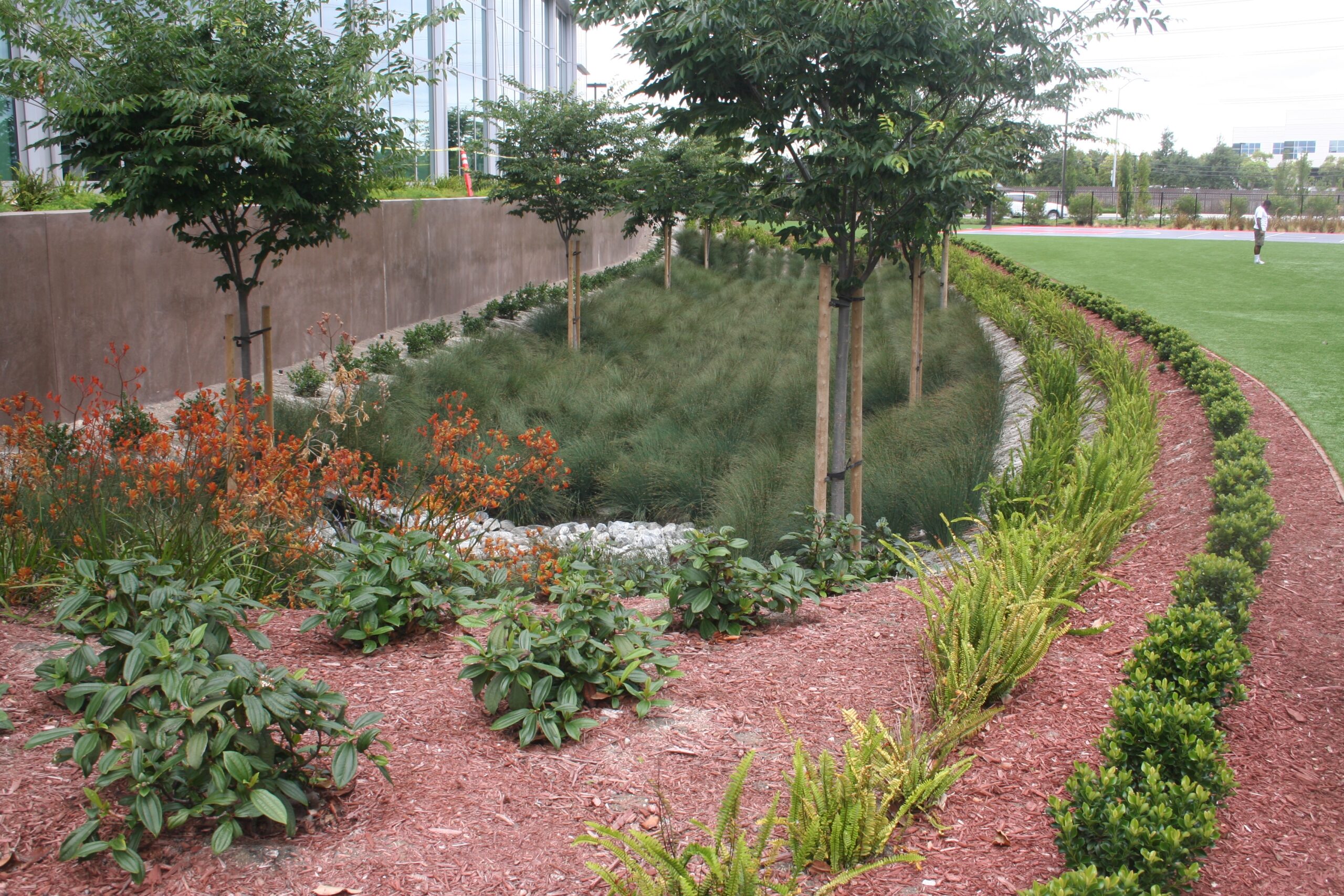 A bioswale is an aesthetically pleasing green infrastructure option that captures rainwater and runoff that can also be used to create habitats for native species, birds, or other plants; they can also filter out pollutants as they capture water. 