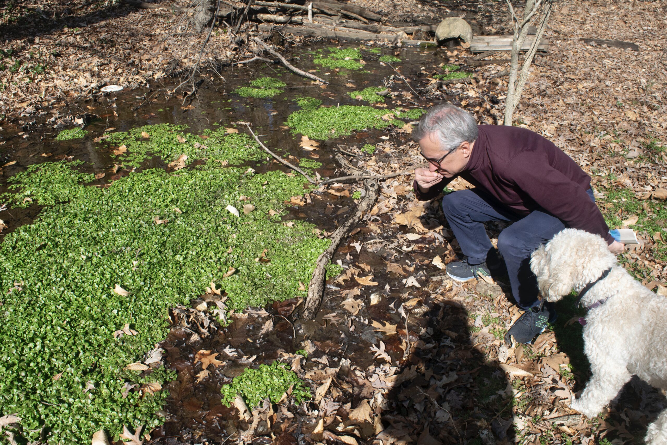 Dryden samples the watercress that grows in the Piney Branch area. Animals like ducks and deer also eat the slightly peppery vegetable.
