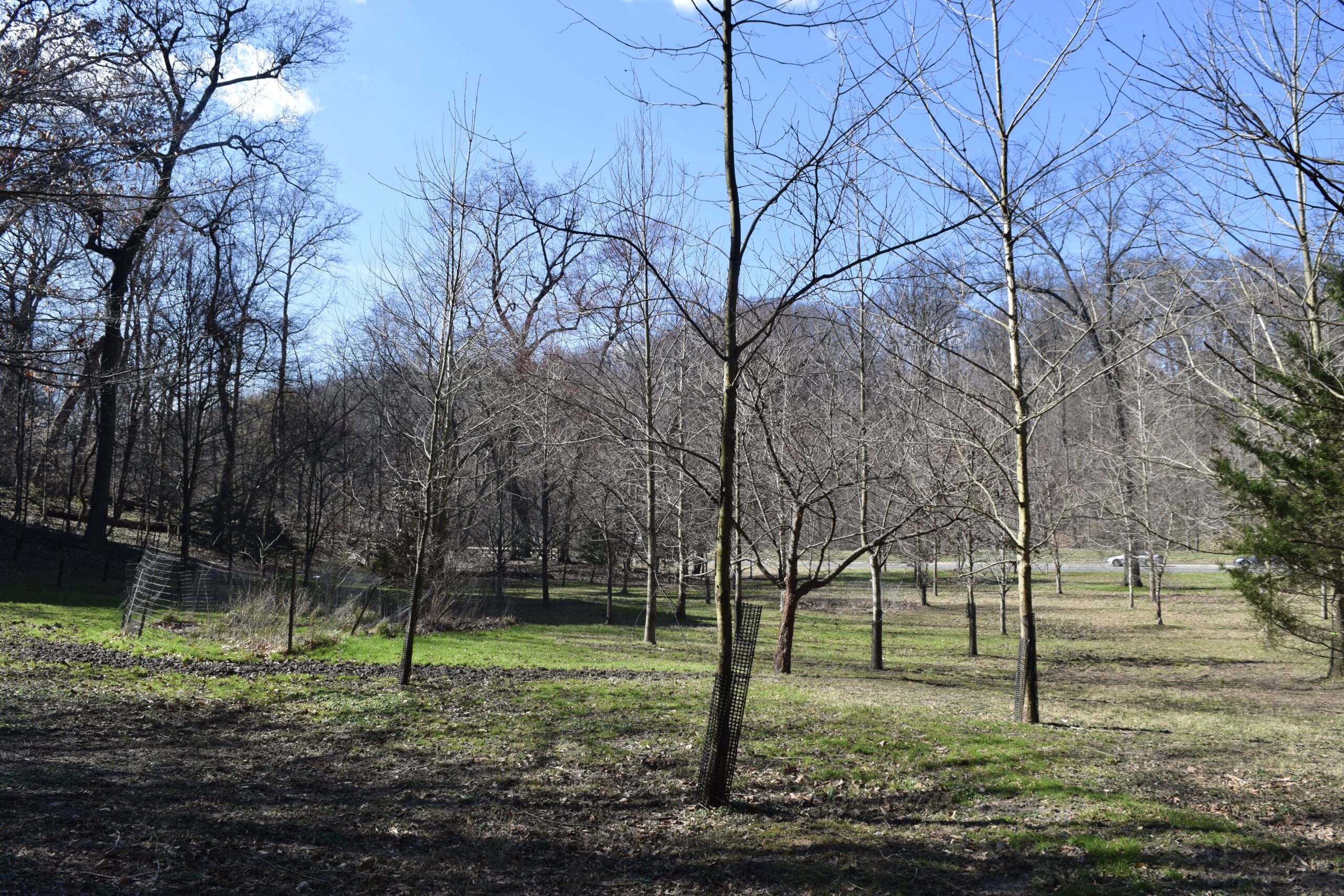 The organization has planted more than 600 native trees in the Piney Branch area in the past decade. The region was once a biodiverse “magnolia bog” home to sweetbay magnolia, highbush blueberry, sphagnum moss, and other plants that grow in the swampy acidic soil.