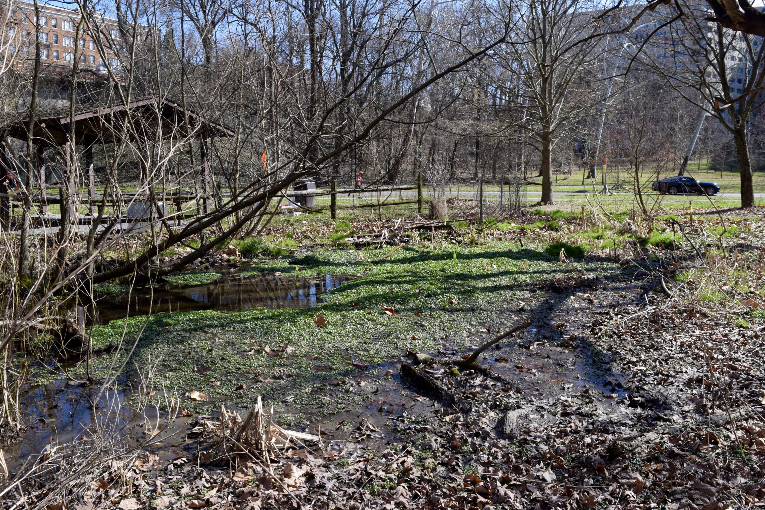 One of Rock Creek Songbirds’ restoration projects lies just yards off Piney Branch Parkway near Rock Creek Park’s Picnic Pavilion 29. The area was originally a heavily forested stream valley but was closed off to create Piney Branch Parkway in the 1930s followed by residential, commercial, and other urban development. From the road, the area looks unassuming, but Dryden and volunteers have spent years planting trees, grasses, and other plants to restore the wetland habitat.