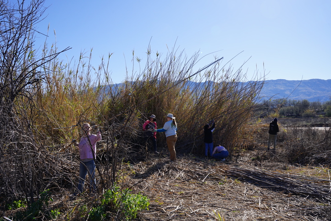 Volunteers from Watershed Management Group, University of Arizona oboe and bassoon studios, removing Arundo donax from the Tanque Verde Watershed, Tucson, Az.