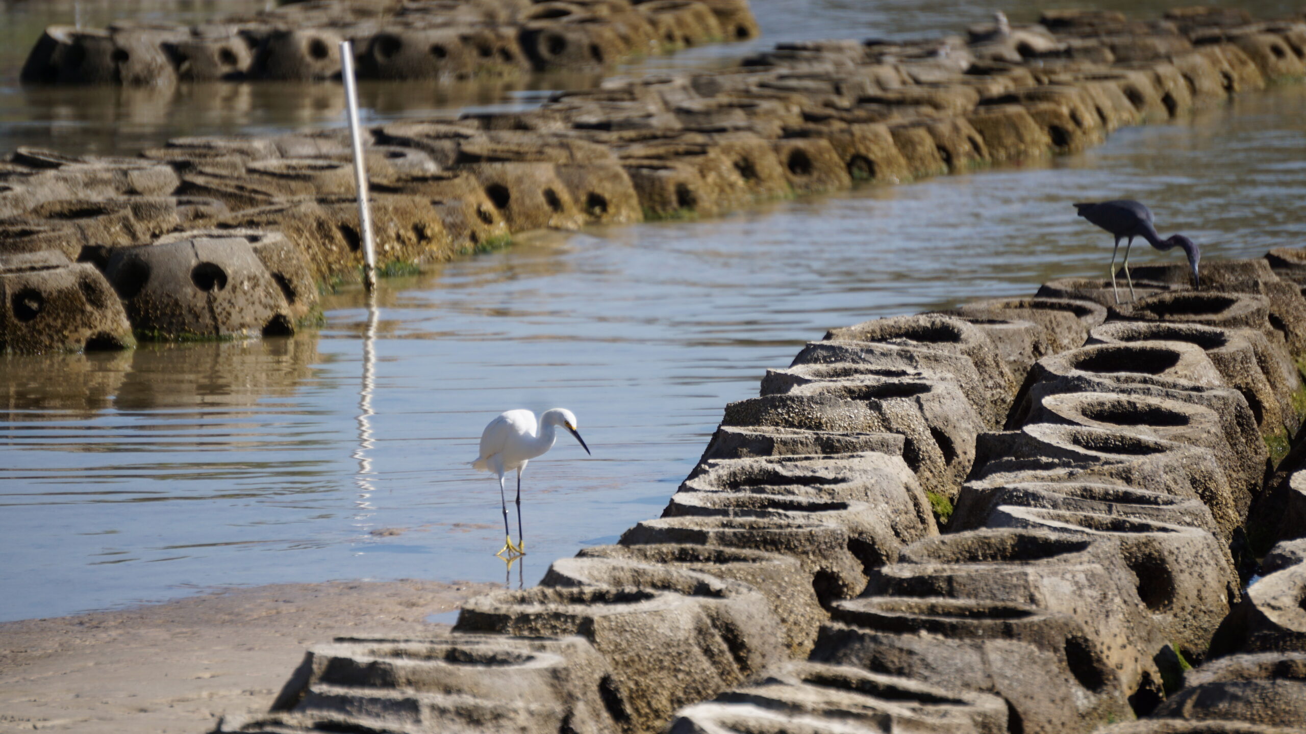 A snowy egret (left) and tri-colored heron (right) scavenge through the oyster reef balls, a part of the living shoreline implemented by Tampa Bay Watch at Lassing Park in St. Petersburg, FL. 