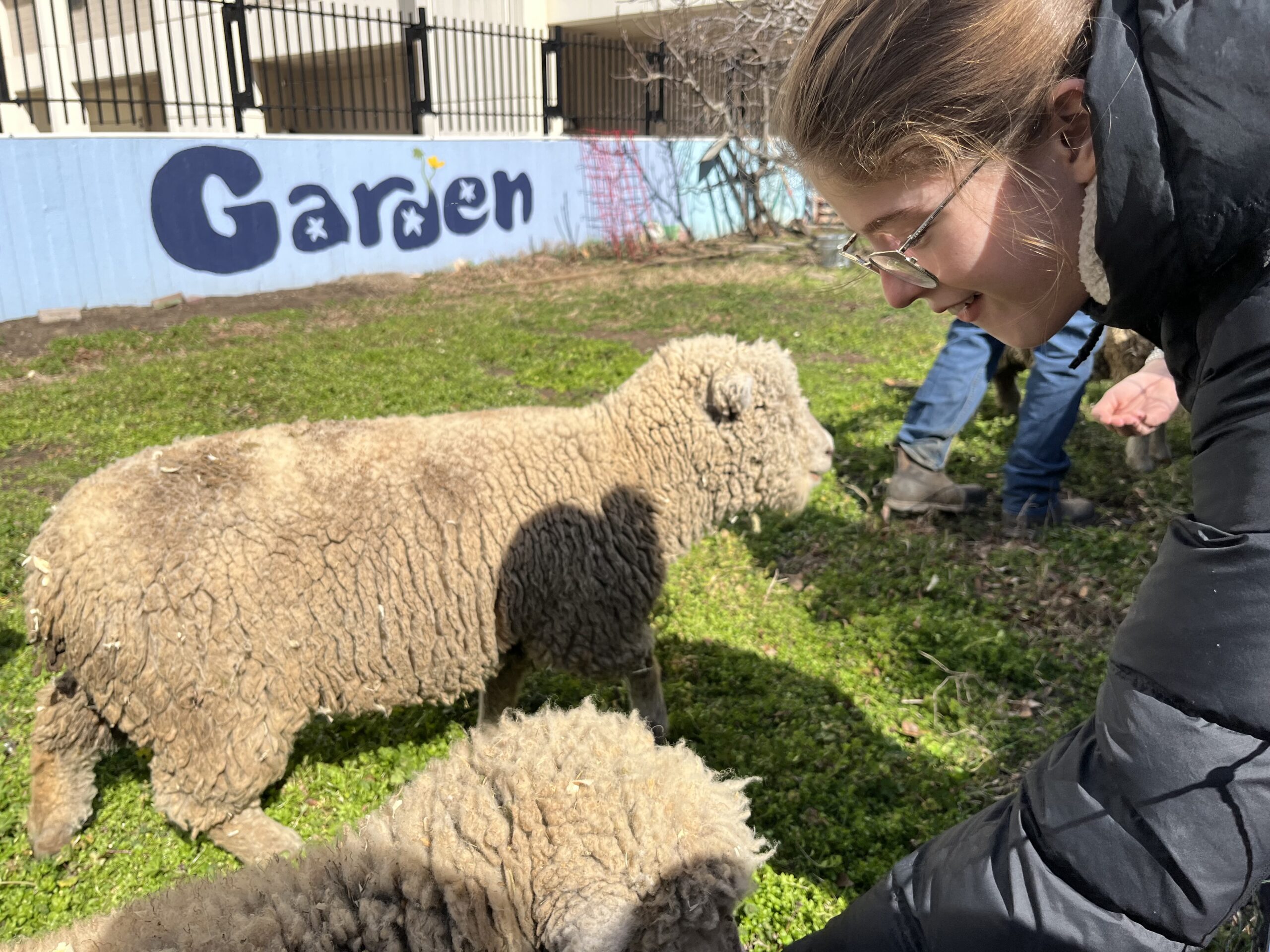 A student at GW leans down to engage with one of the Lambmowers sheep at the GroW Garden.