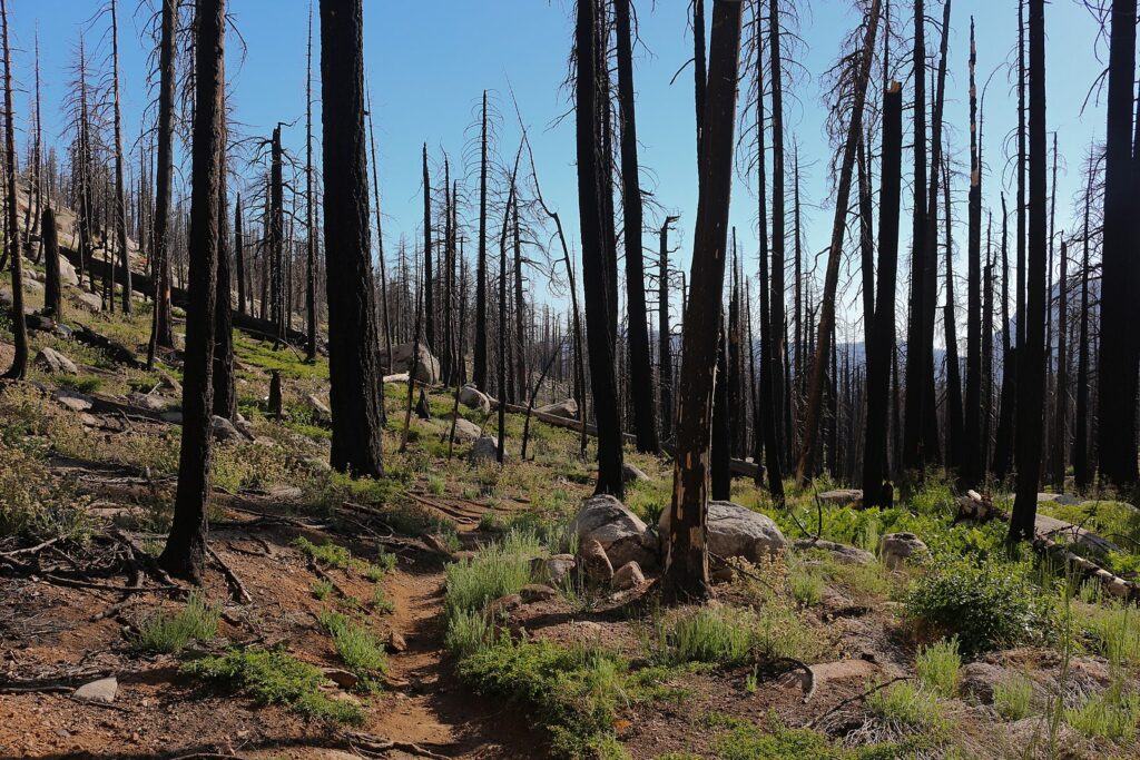 An area of charred trees in Yosemite National Park. 