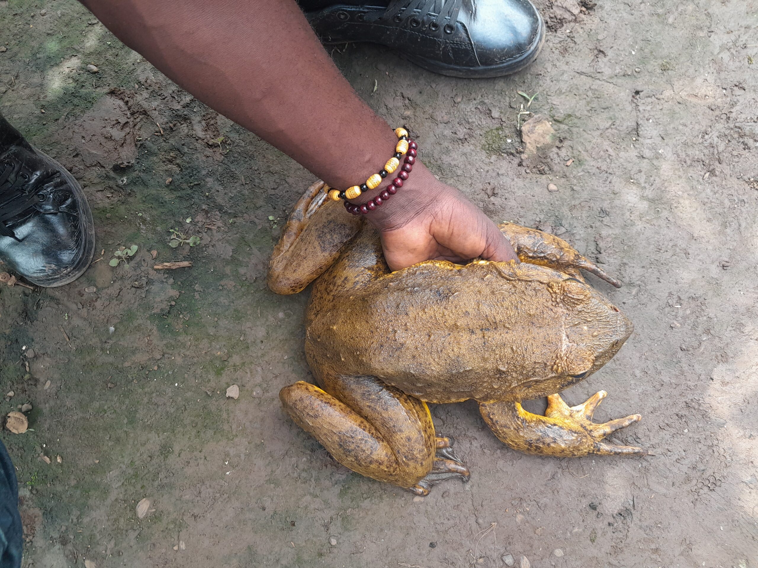 A goliath frog rescued by the Goliath Team after a report by a former poacher. 