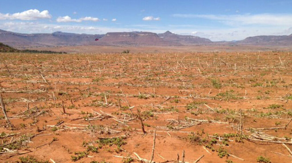 A field of dry and dead crops due to the 2015/16 El Niño.