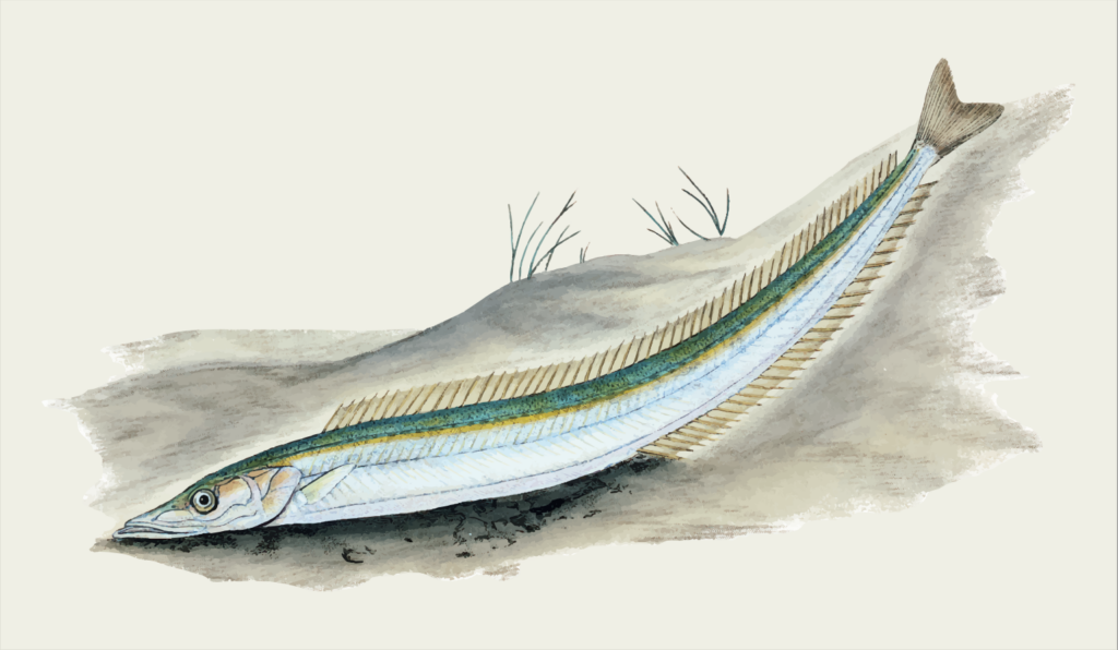 An illustration of a sand lance. A small fish that could be negatively affected by the construction of off shore wind turbines.