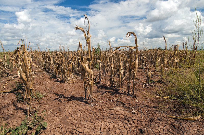 Dead stalks of corn lilt over dry earth. 