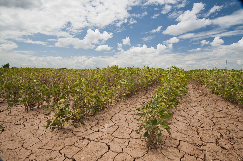 Rows of soybeans poke out of dry, cracked earth. The loss of crops due to drought are a factor in increasing food inflation. 