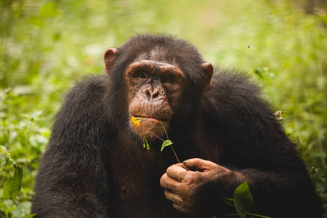 Ape Action Africa: Guardians of Cameroon’s primate legacy