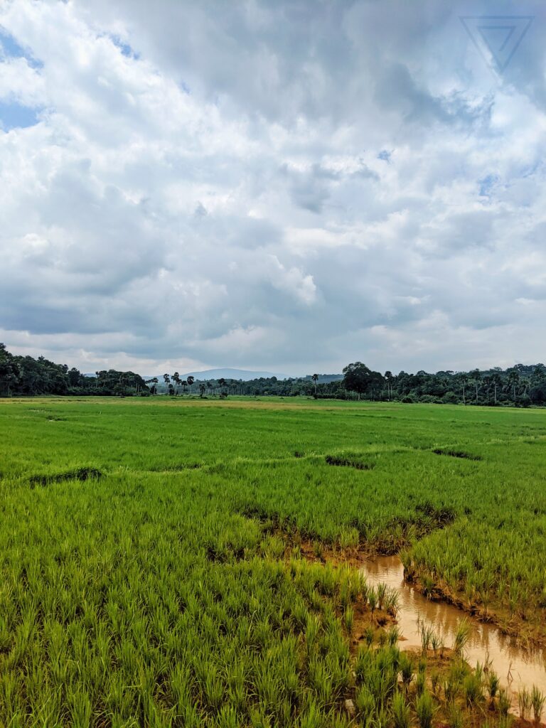 A green rice paddy under a blue sky. 