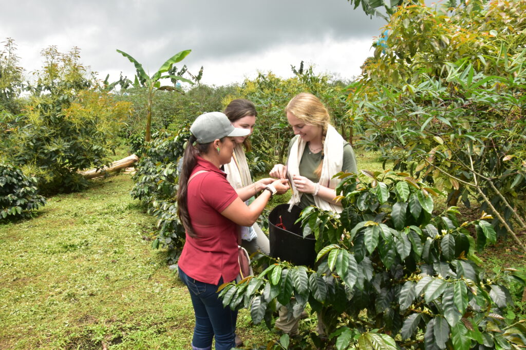 Growing sustainability in Colombian specialty coffee