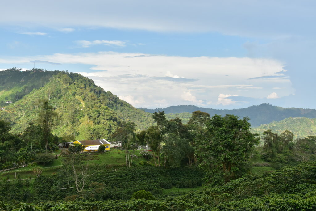 A lush green landscape showing agriculture land for coffee growing in Columbia. 