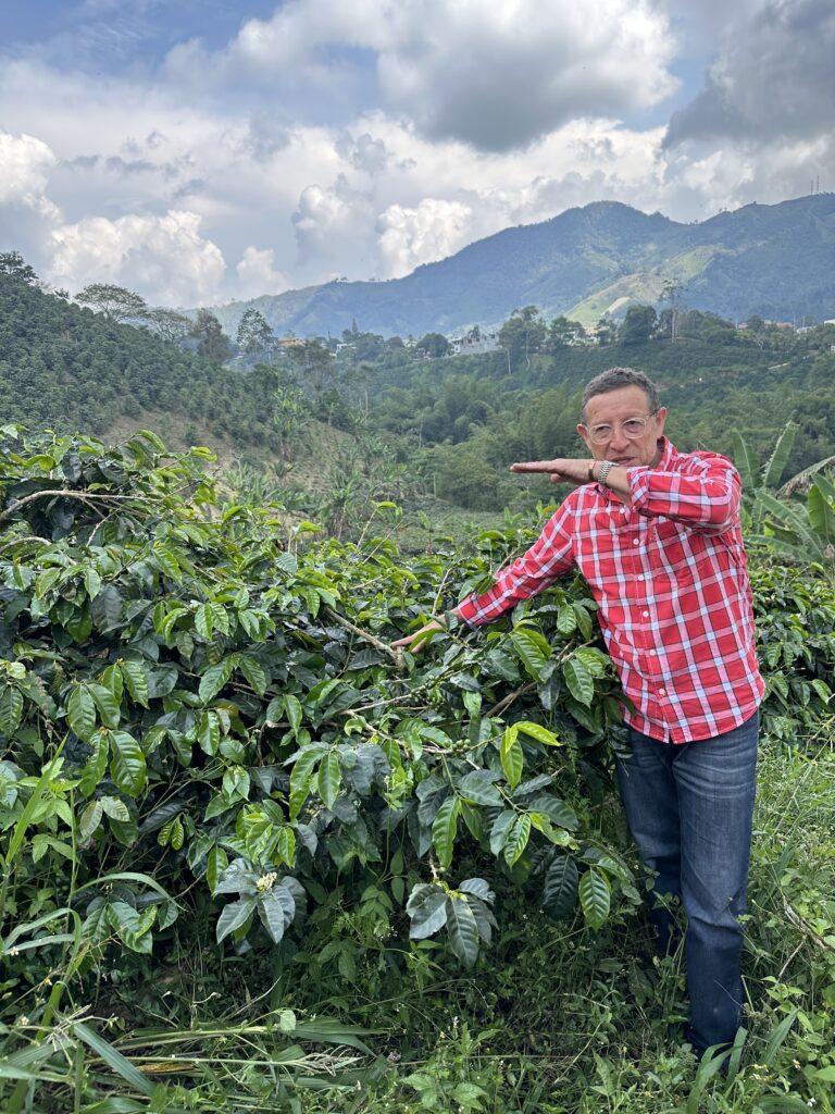 A man in a red shirt stands near a coffee plant and hold his hand up in demonstration. 