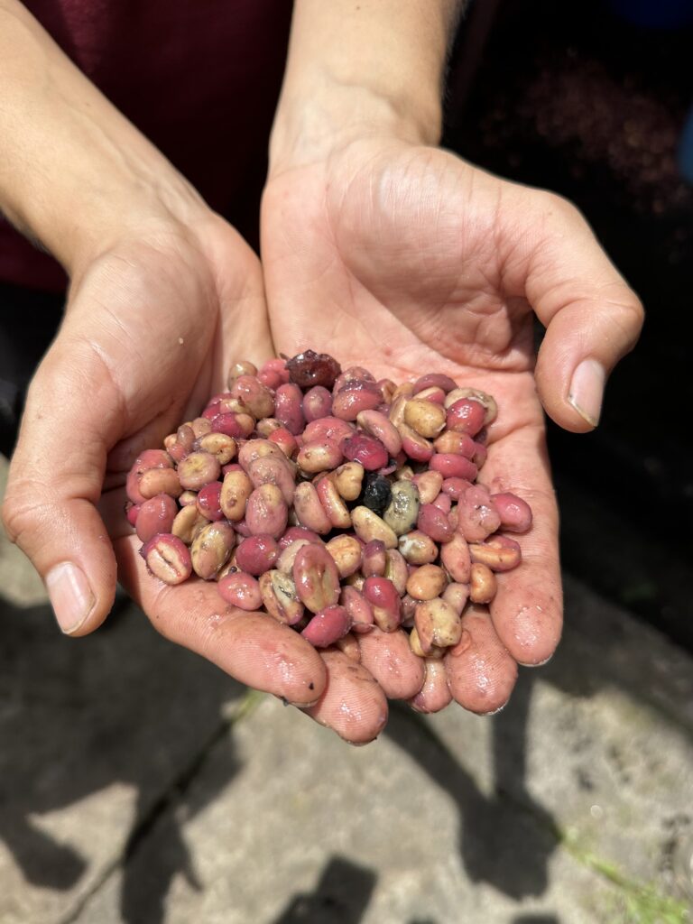 A pair of hands hold fermented coffee cherries.