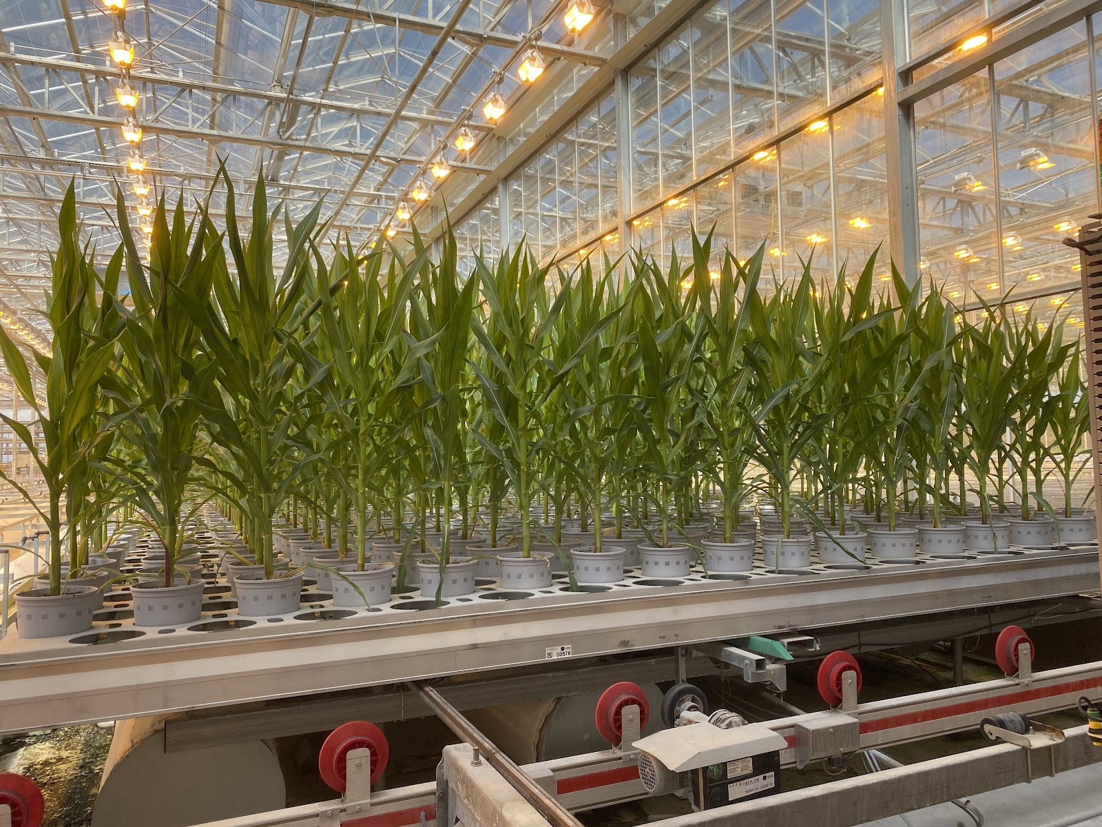 Short-stature corn growing at the Bayer Marana Product Development Center near Tucson, Arizona. 
