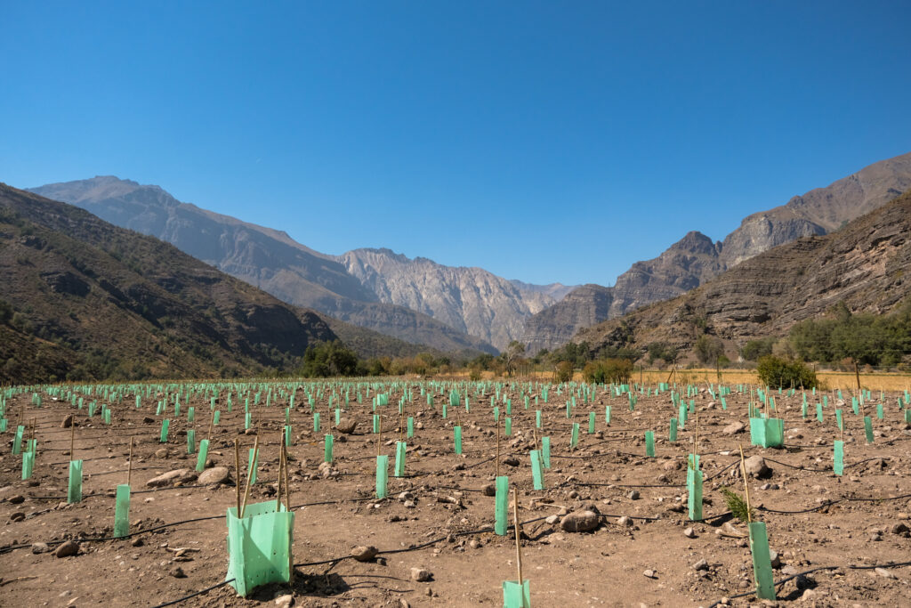 An AES Gener sponsored reforestation project in the Cajon del Maipo valley.