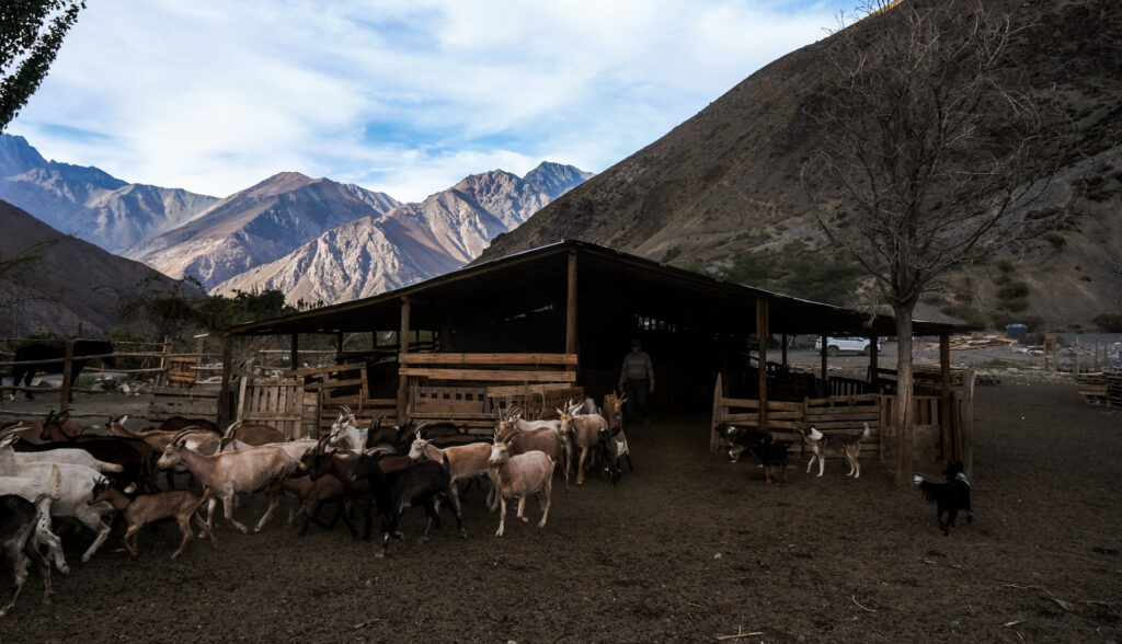Jesus Carrasco, a goat herder in the Cajon Del Maipo valley, lets his herd out of the barn at the start of the day.
