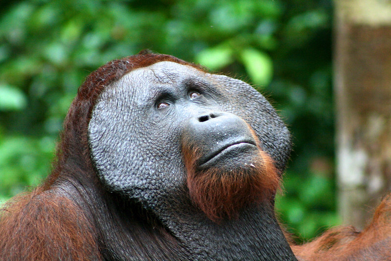 orangutan gazes upward