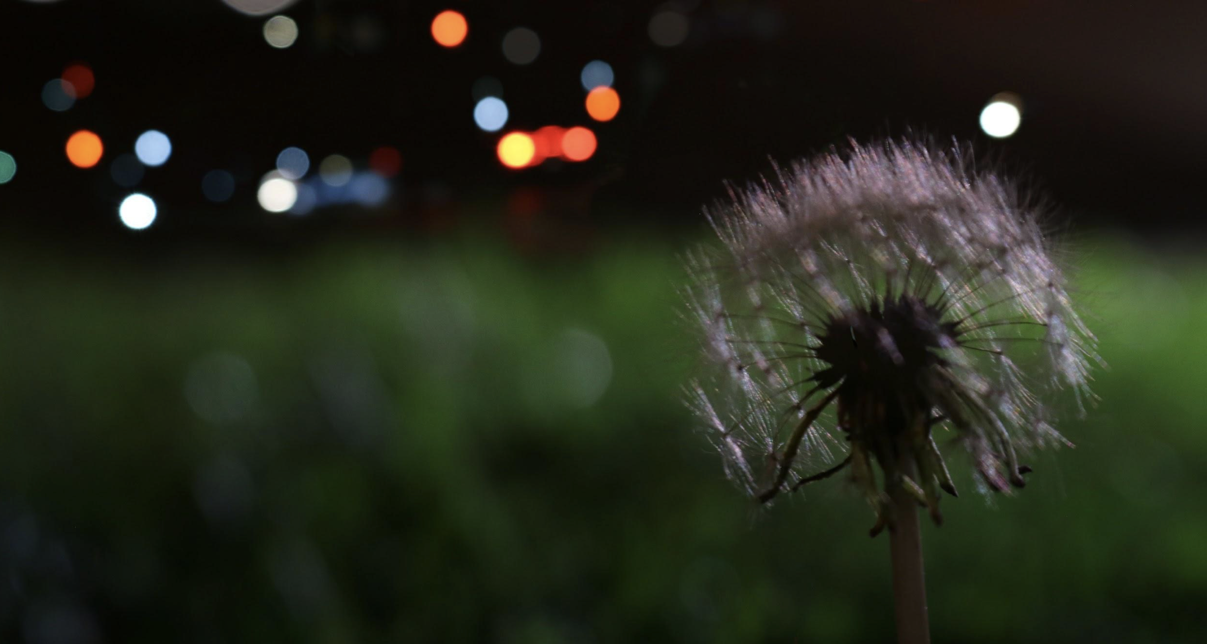 A close-up of a dandelion at night with a green field in the background.