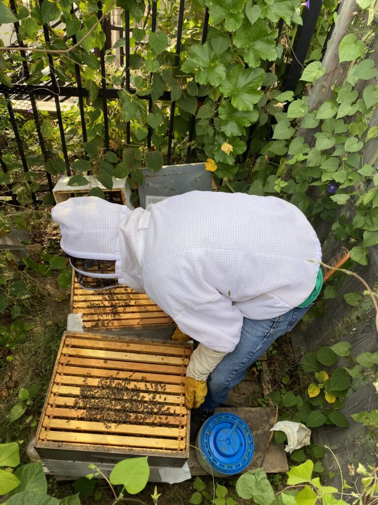 A person in a white hoodie leans over a beehive. 