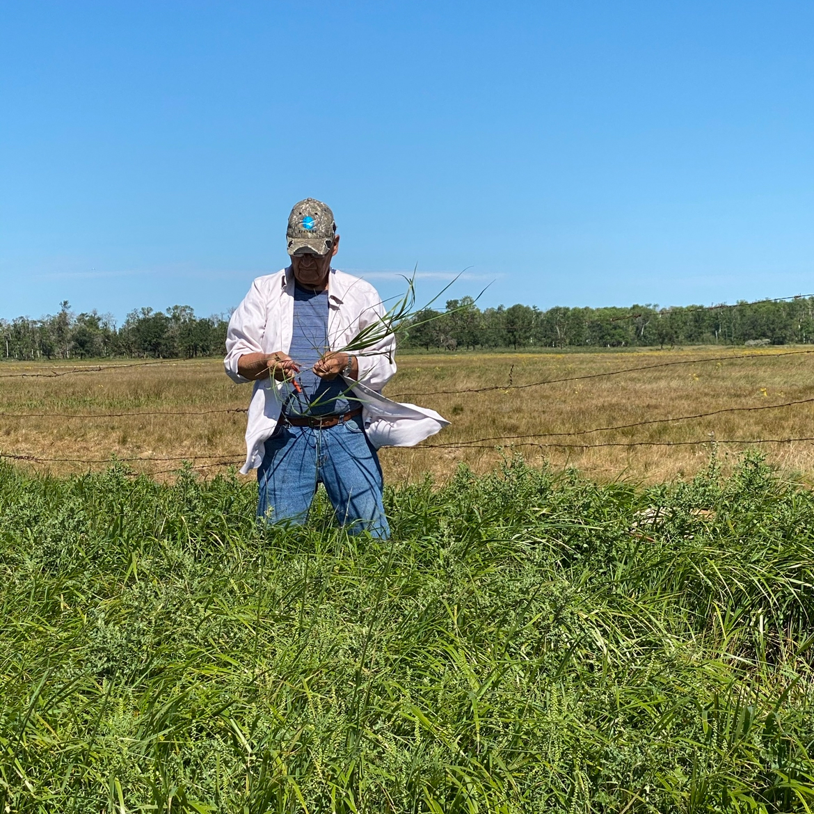 An elder man named Joe Campbell is standing in a field, busily weaving sweetgrass. The sky is clear and blue above him, and the vast fields in the background suggest a peaceful, rural setting. Joe is wearing a white shirt, blue jeans, a belt, and a cap adorned with a turquoise emblem. The green sweetgrass in his hands contrasts with the golden hues of the distant field.