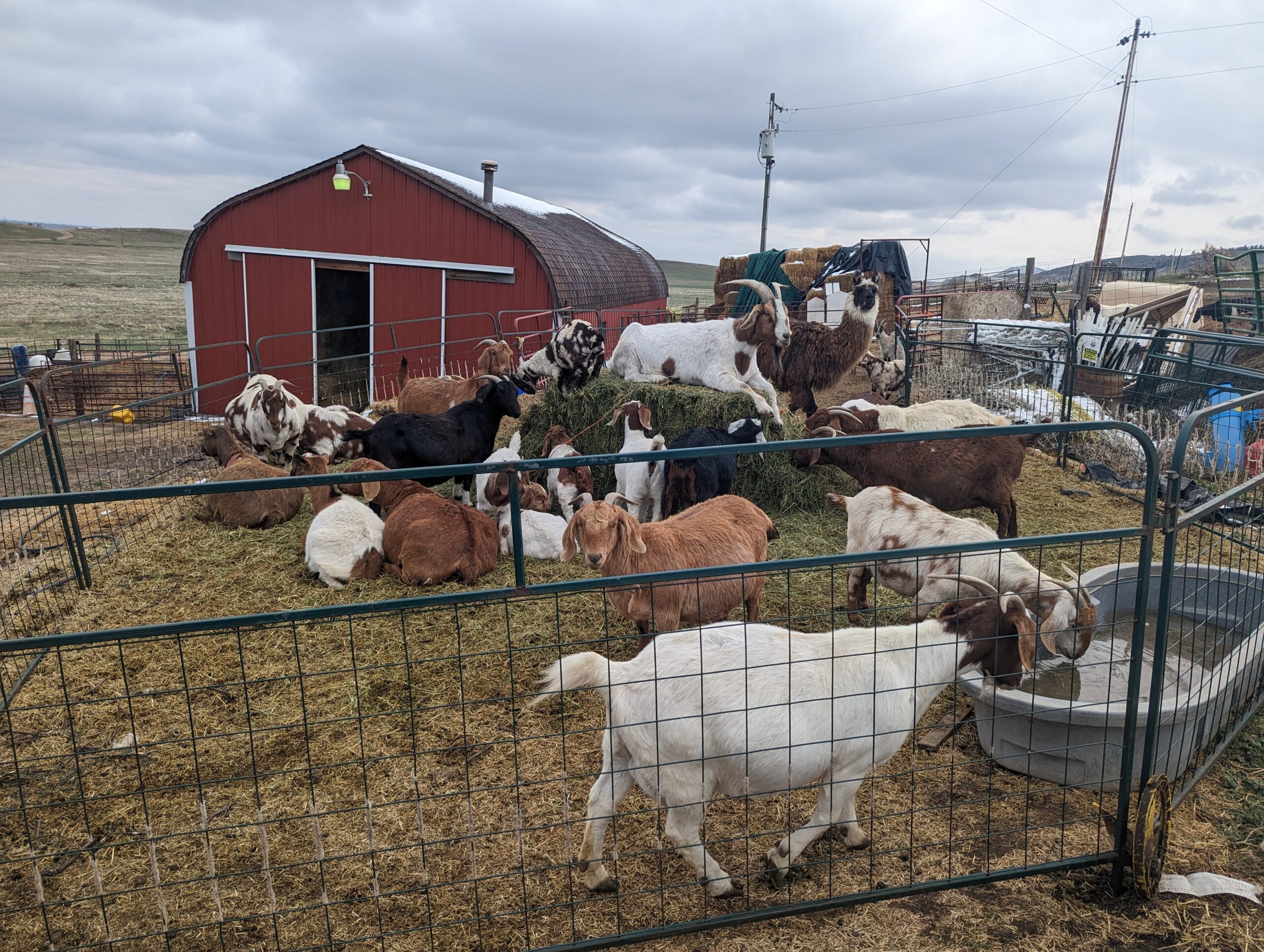 Grazing against blazing: How landowners and local governments are embracing goats as a wildfire mitigation tool