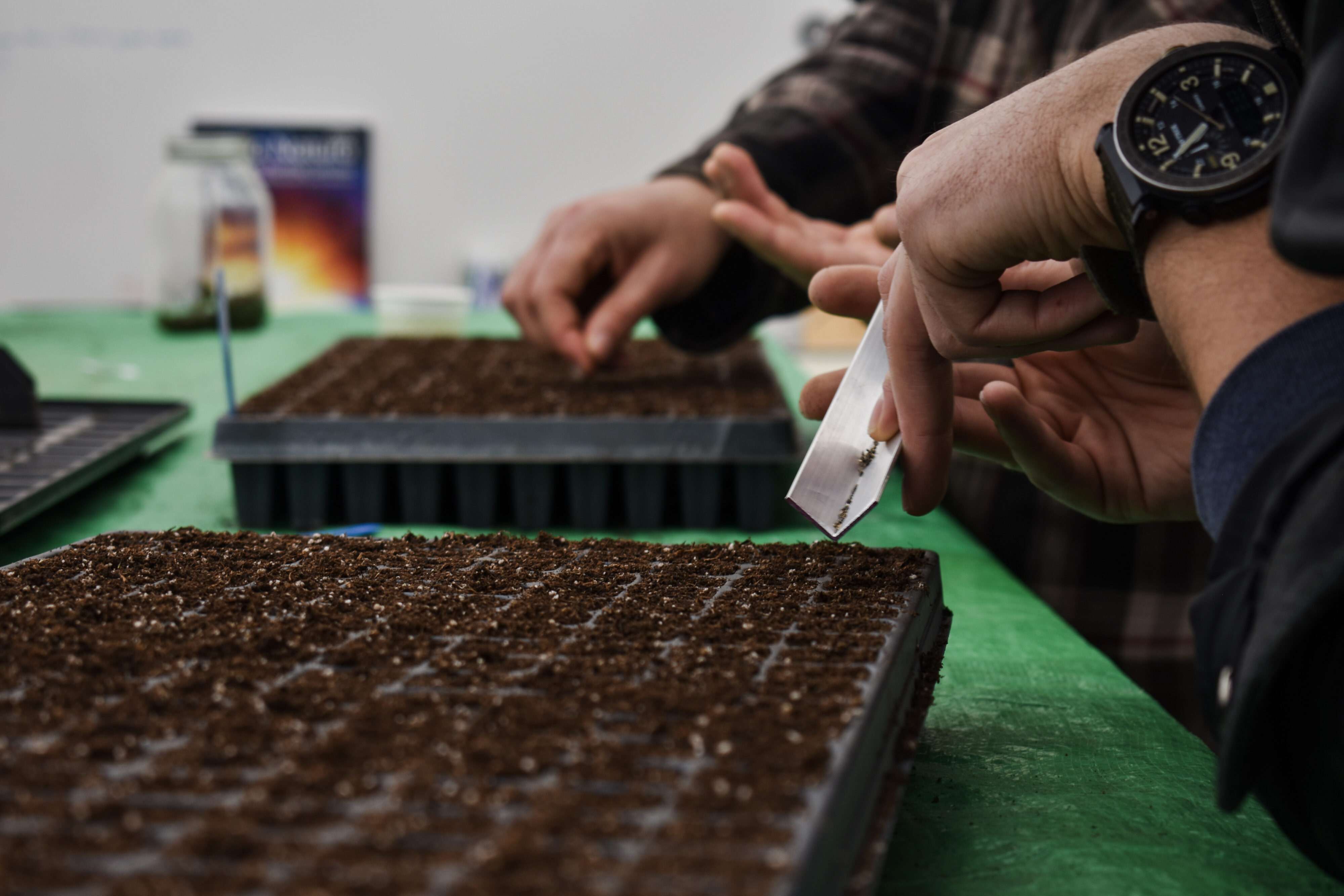 A close-up of hands planting wildflower seeds in cartons.