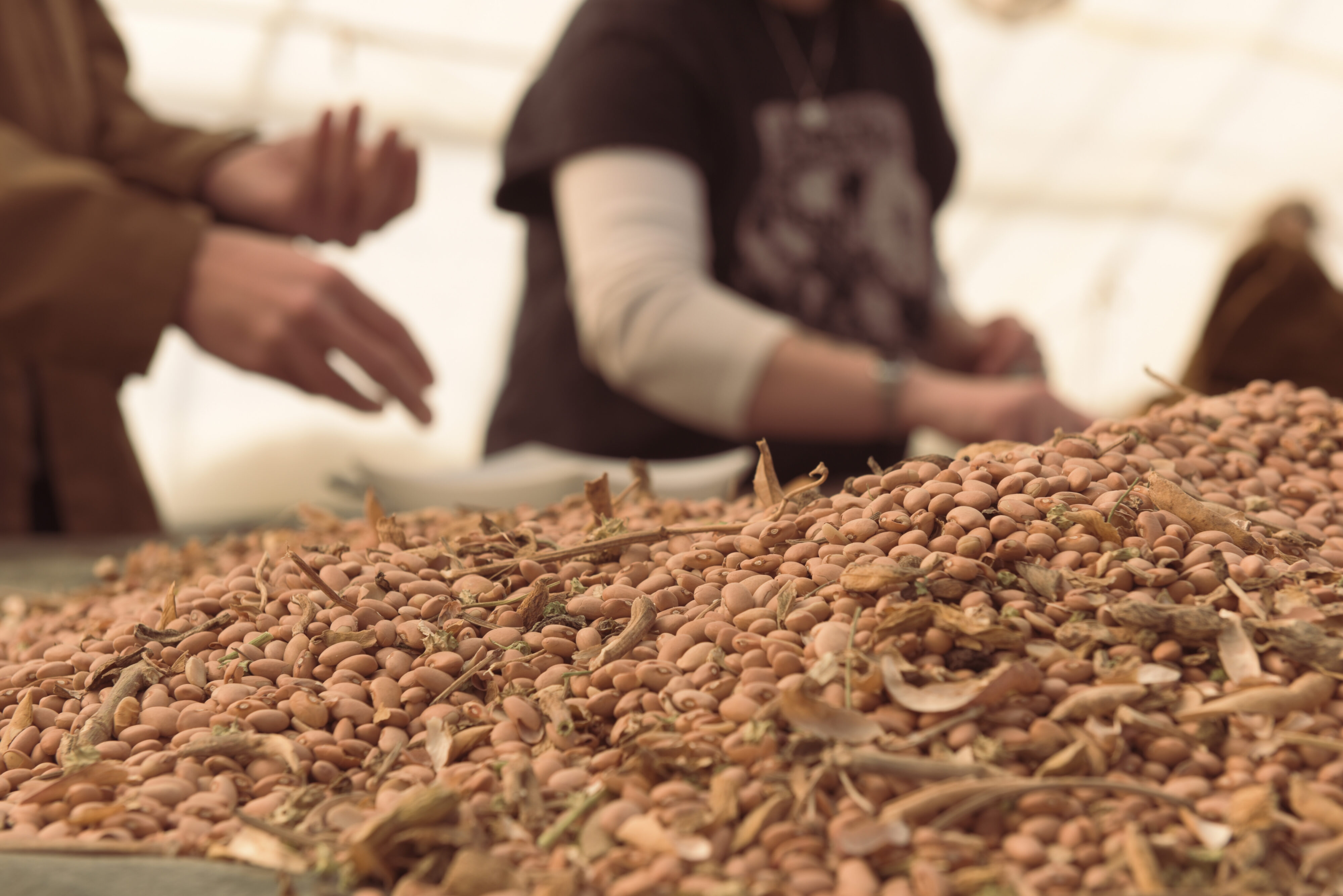 Workers sort out damaged seeds from last year's bean crop to be planted this season.