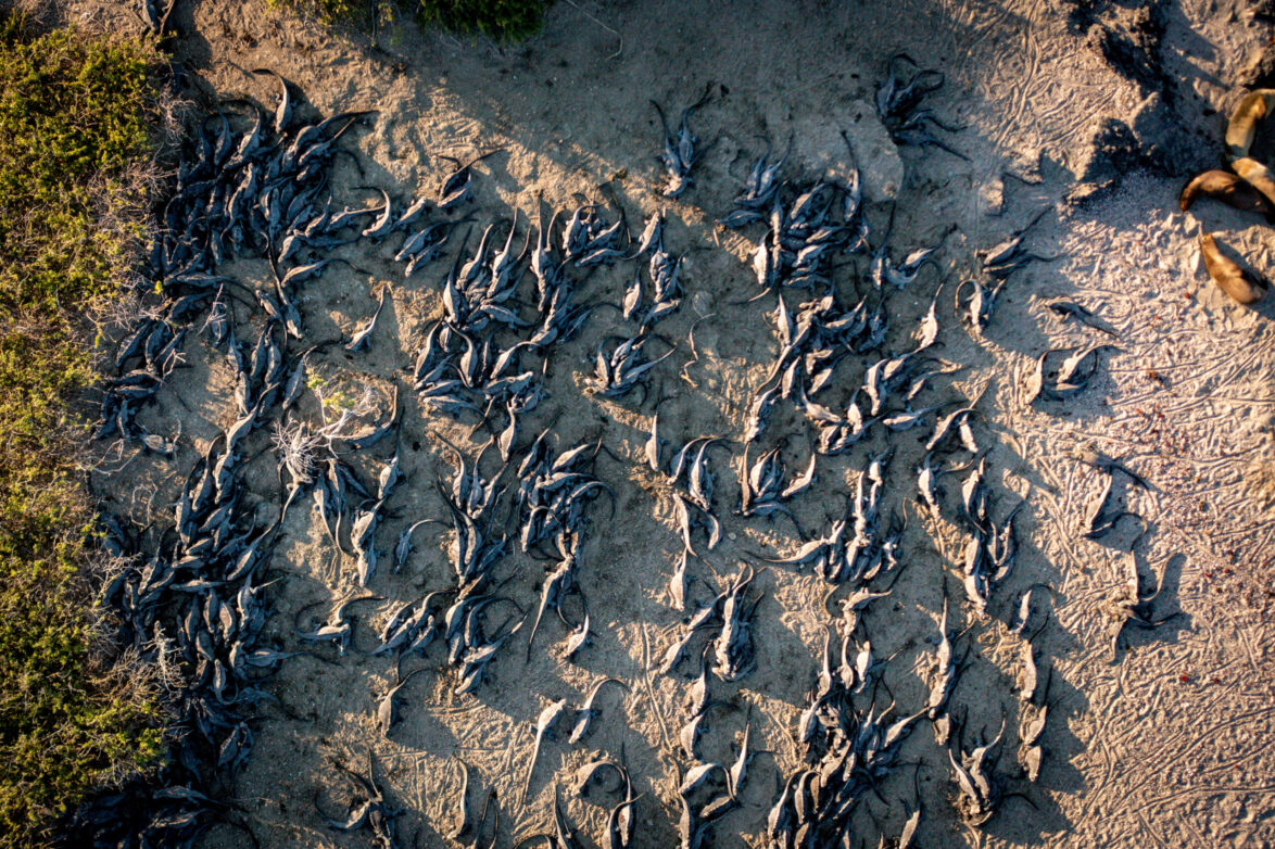 A mess of marine iguanas seen from above. 