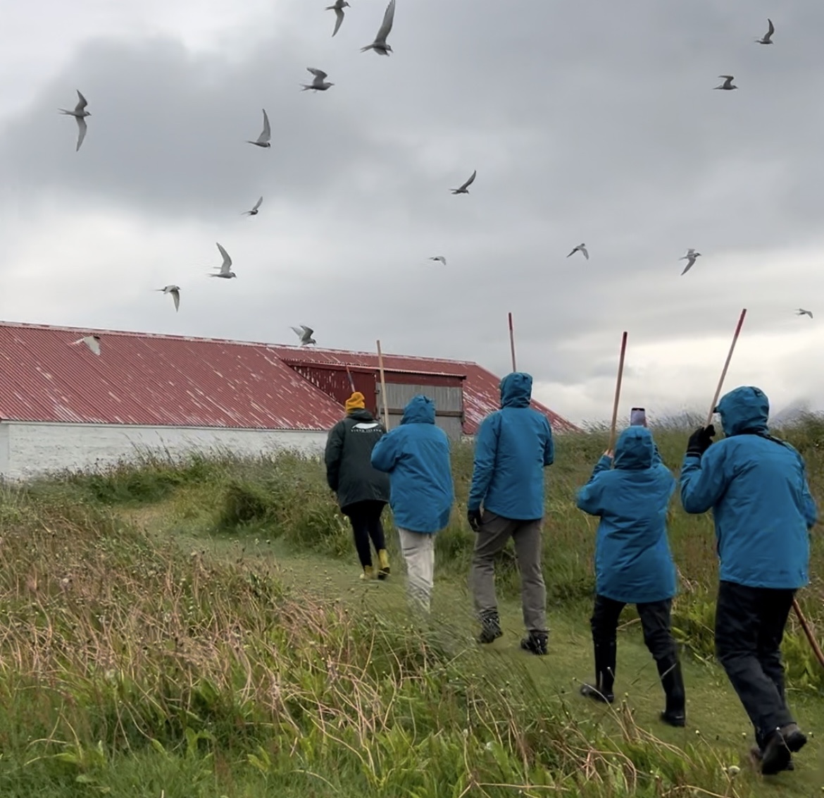 Five people in blue coats walk in a line in a field hold up long stick while birds fly overhead. 