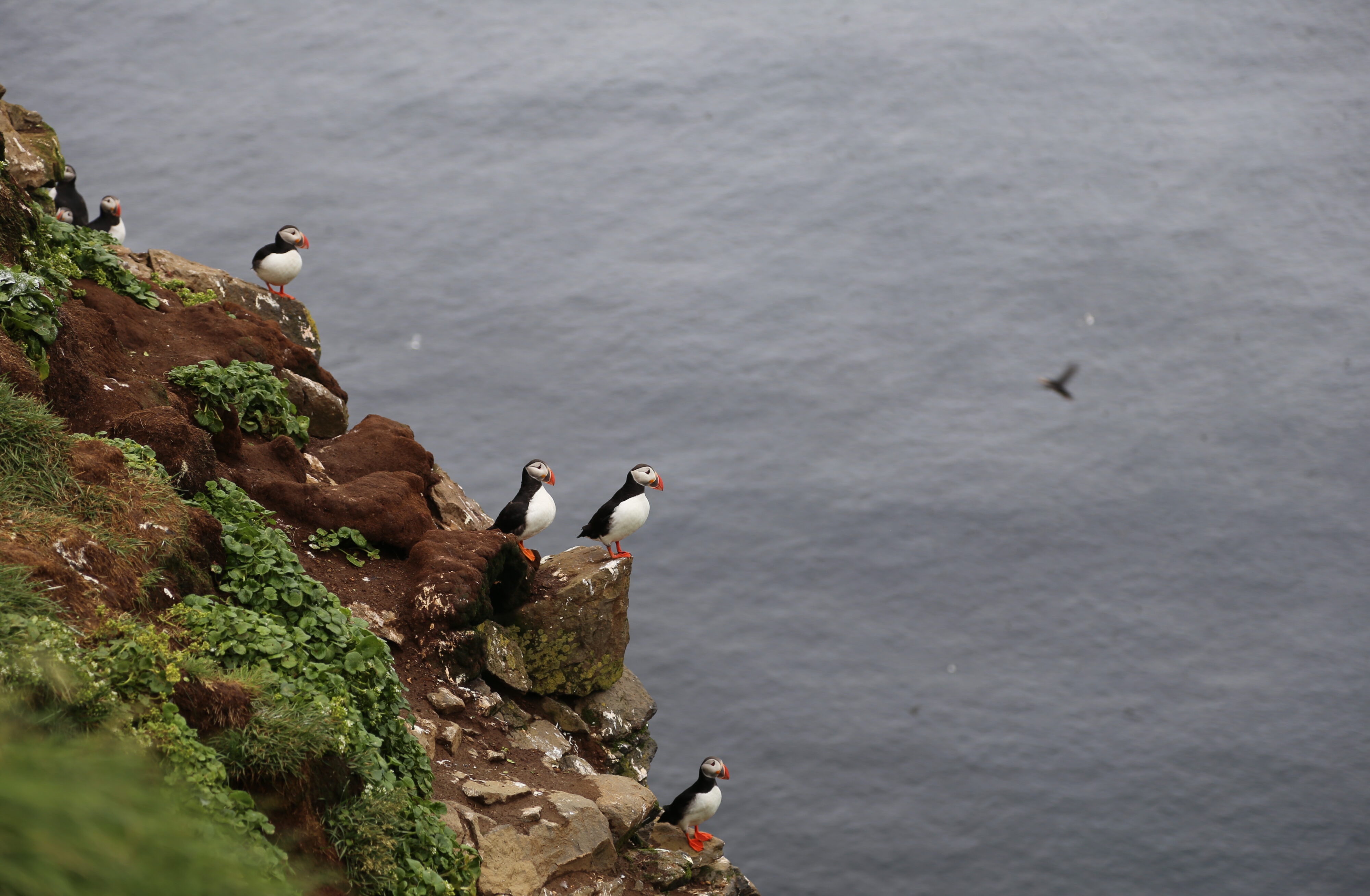 Puffins sit on a cliff on the coast of Iceland. 