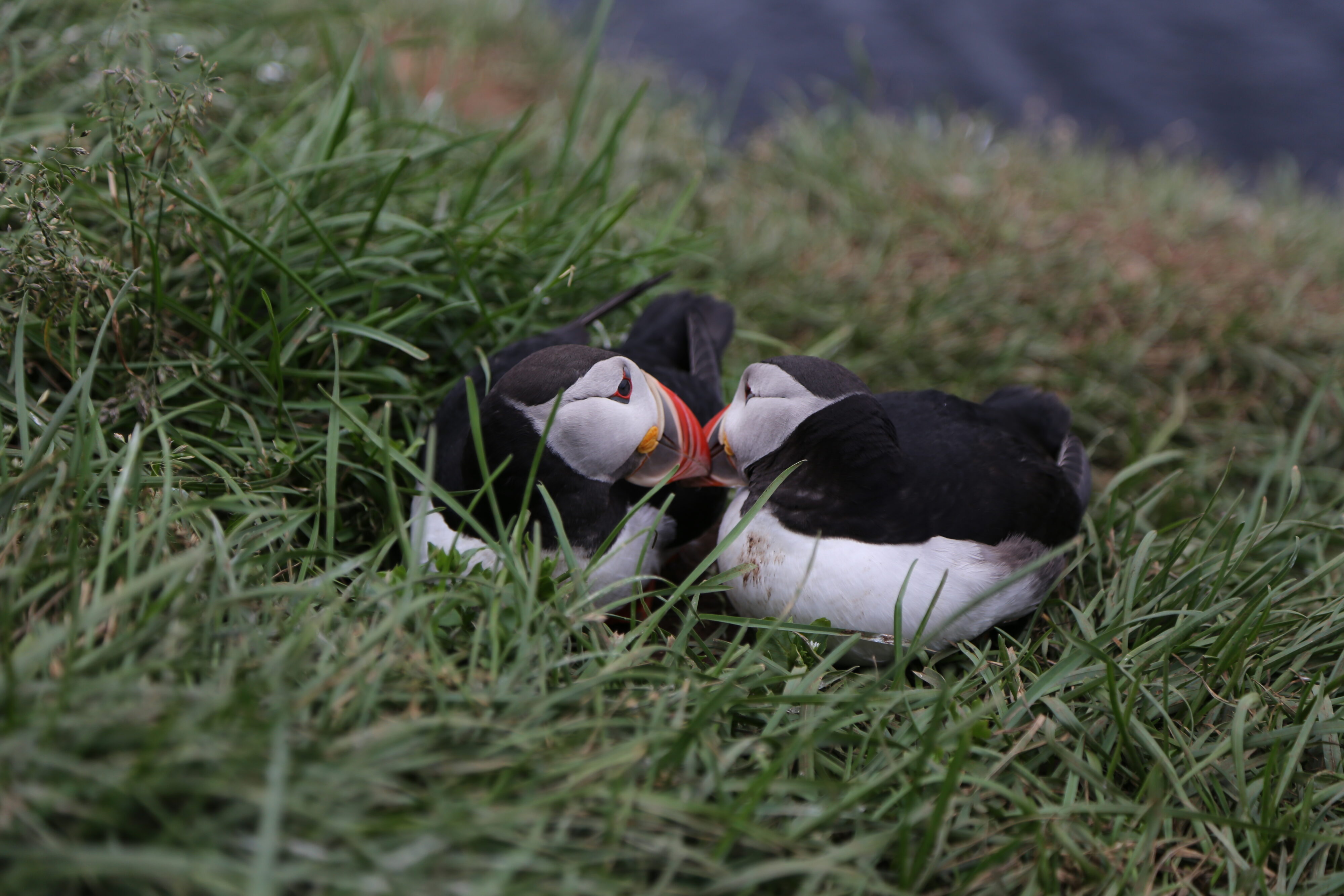 Close up of two puffins touching beaks. 