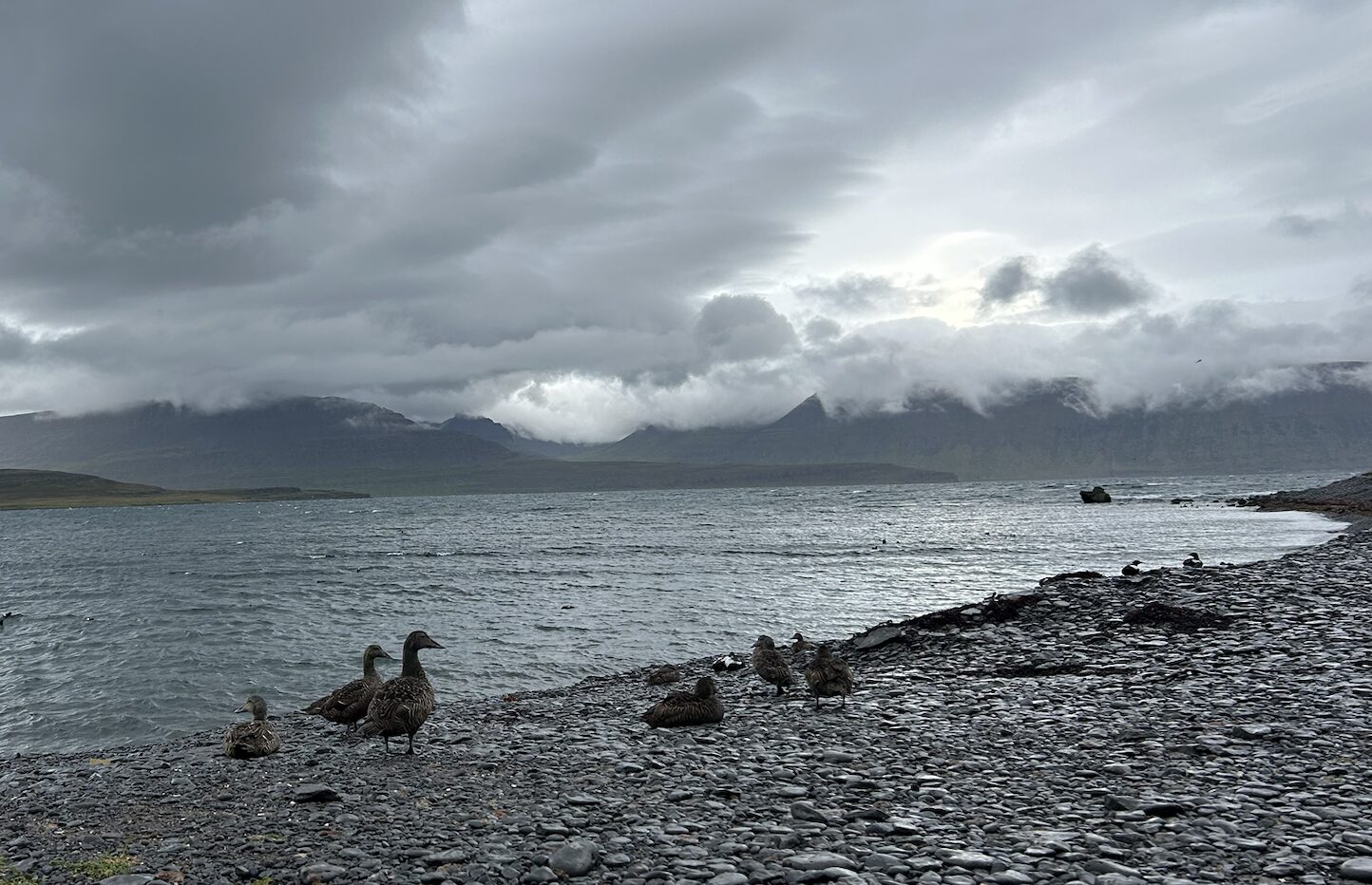 Several eider ducks along the coast. 