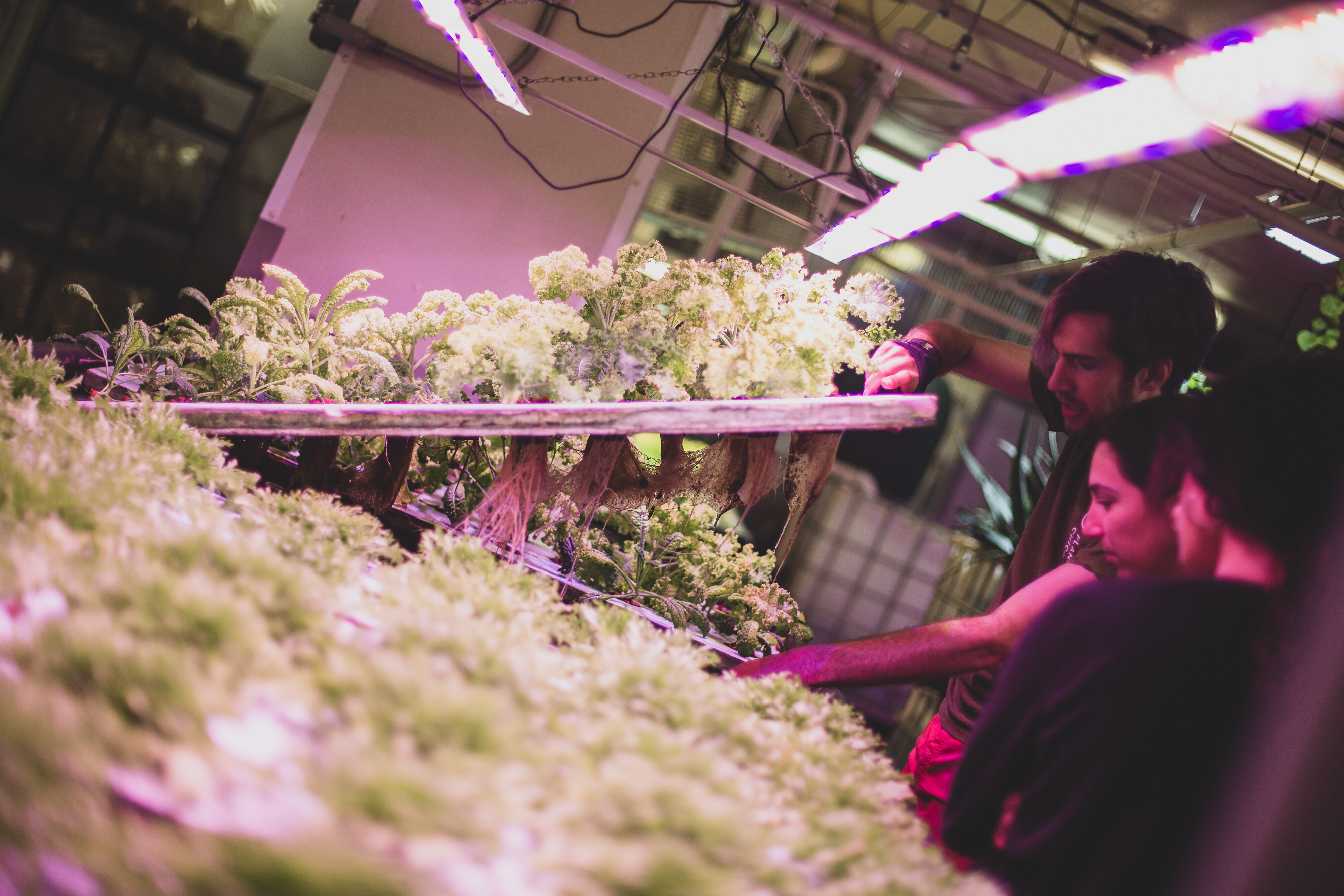 A volunteer demonstrates to a group of people the capabilities of a plant growth structure by raising the tray of plants to display what's underneath.