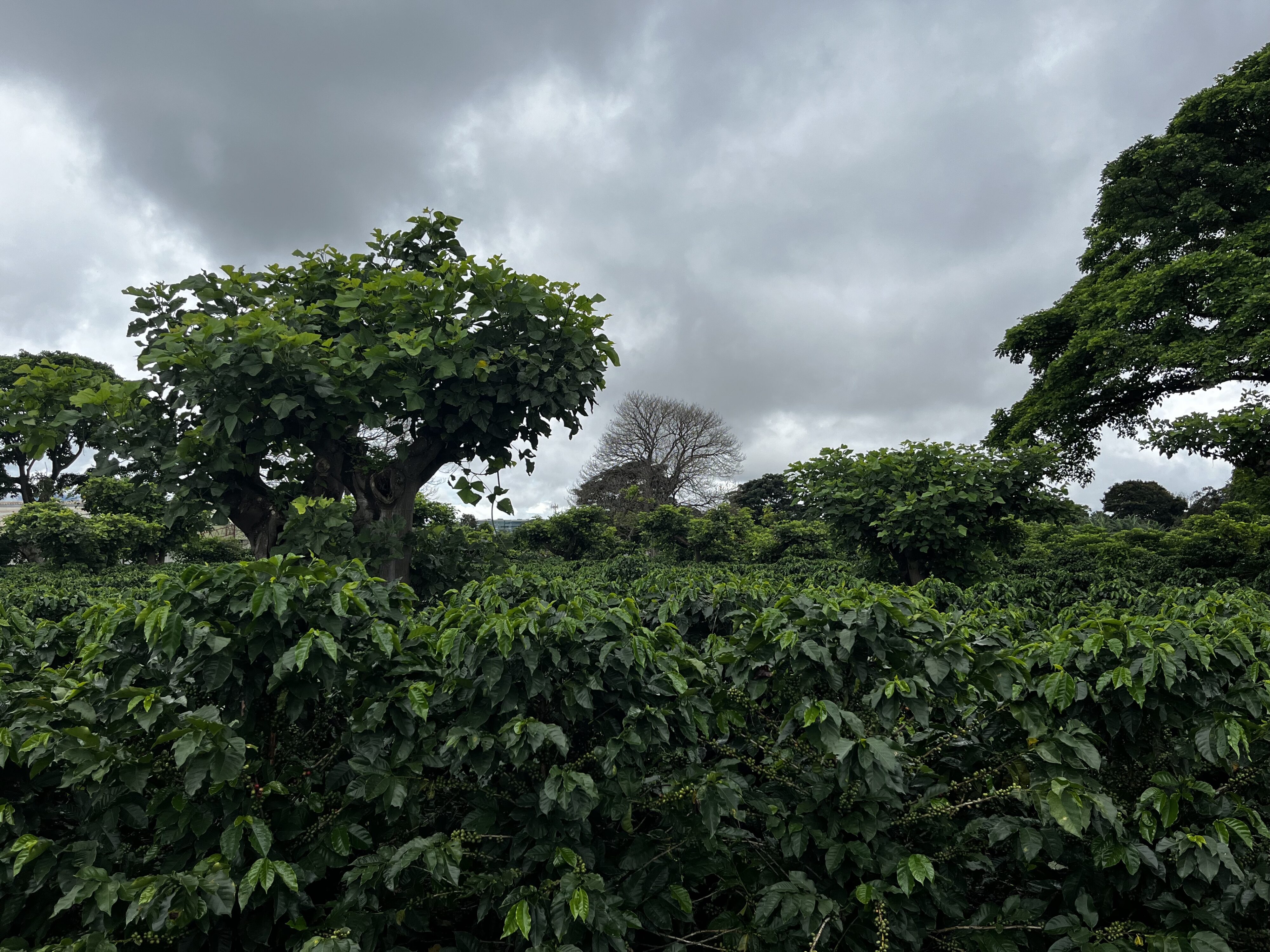 A vista of lush Poró trees against a cloudy sky. 