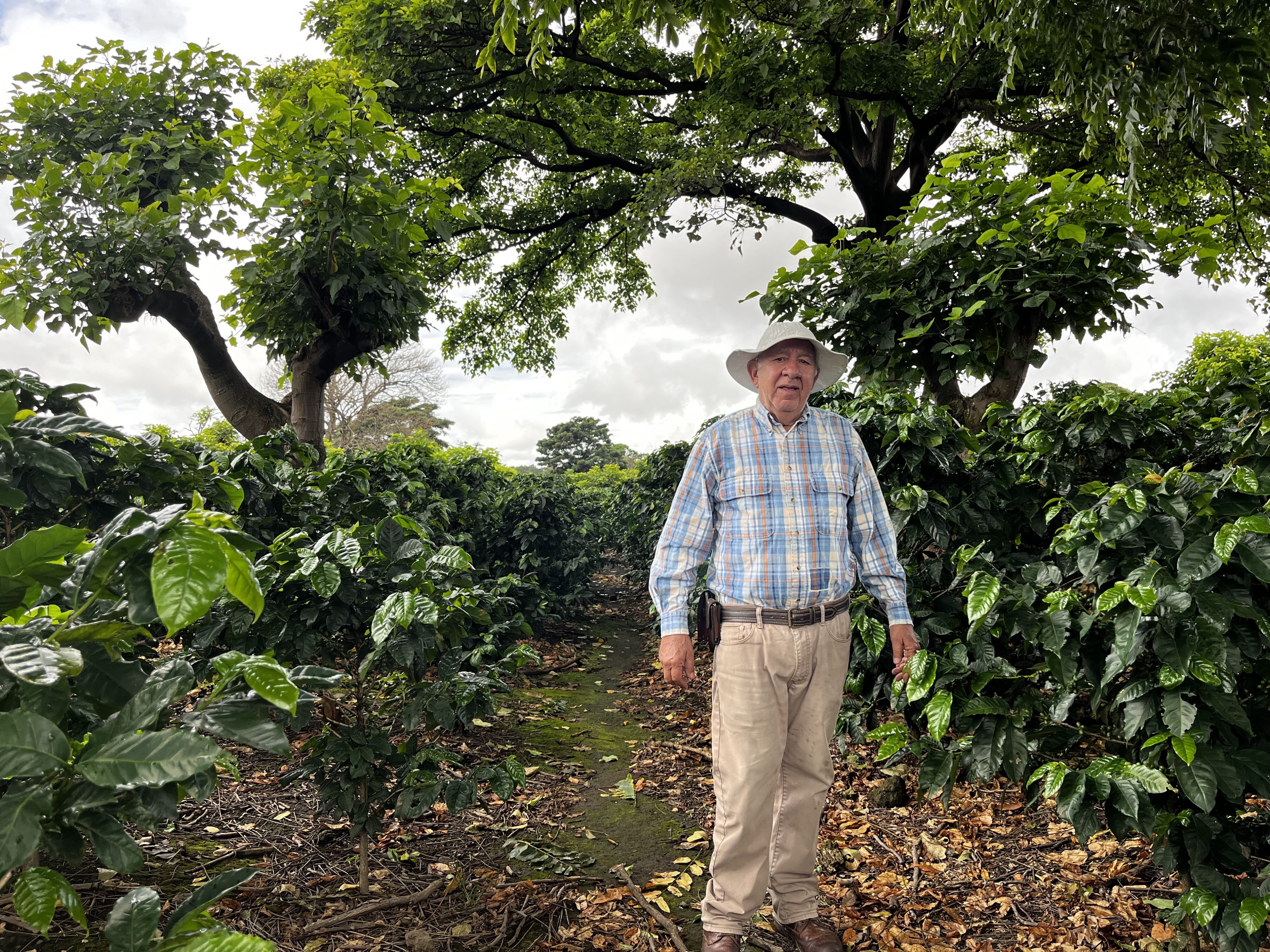 A man in blue checkered shirt stands among coffee plans on his farm.