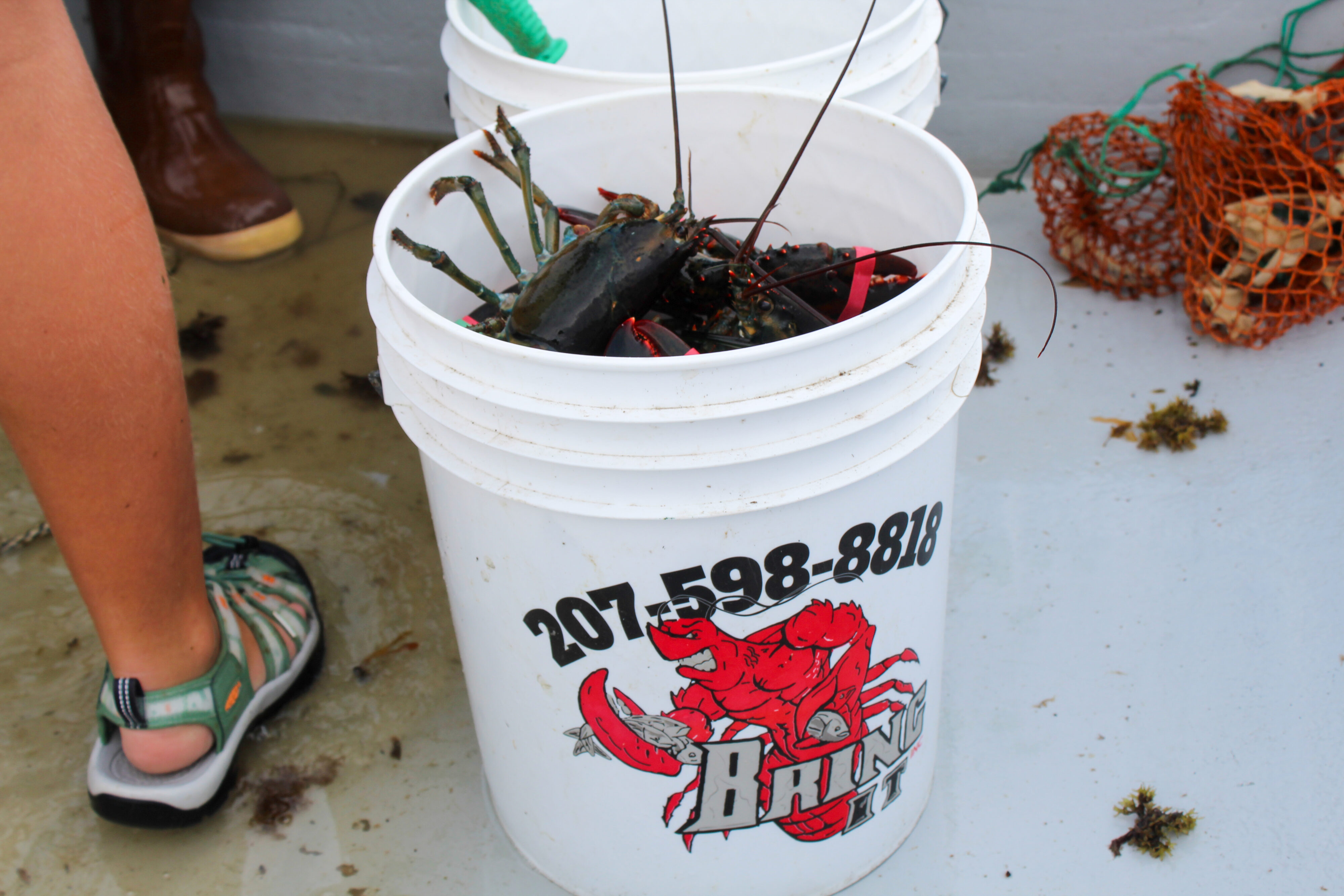 A bucket on the boat is filled with lobsters. 