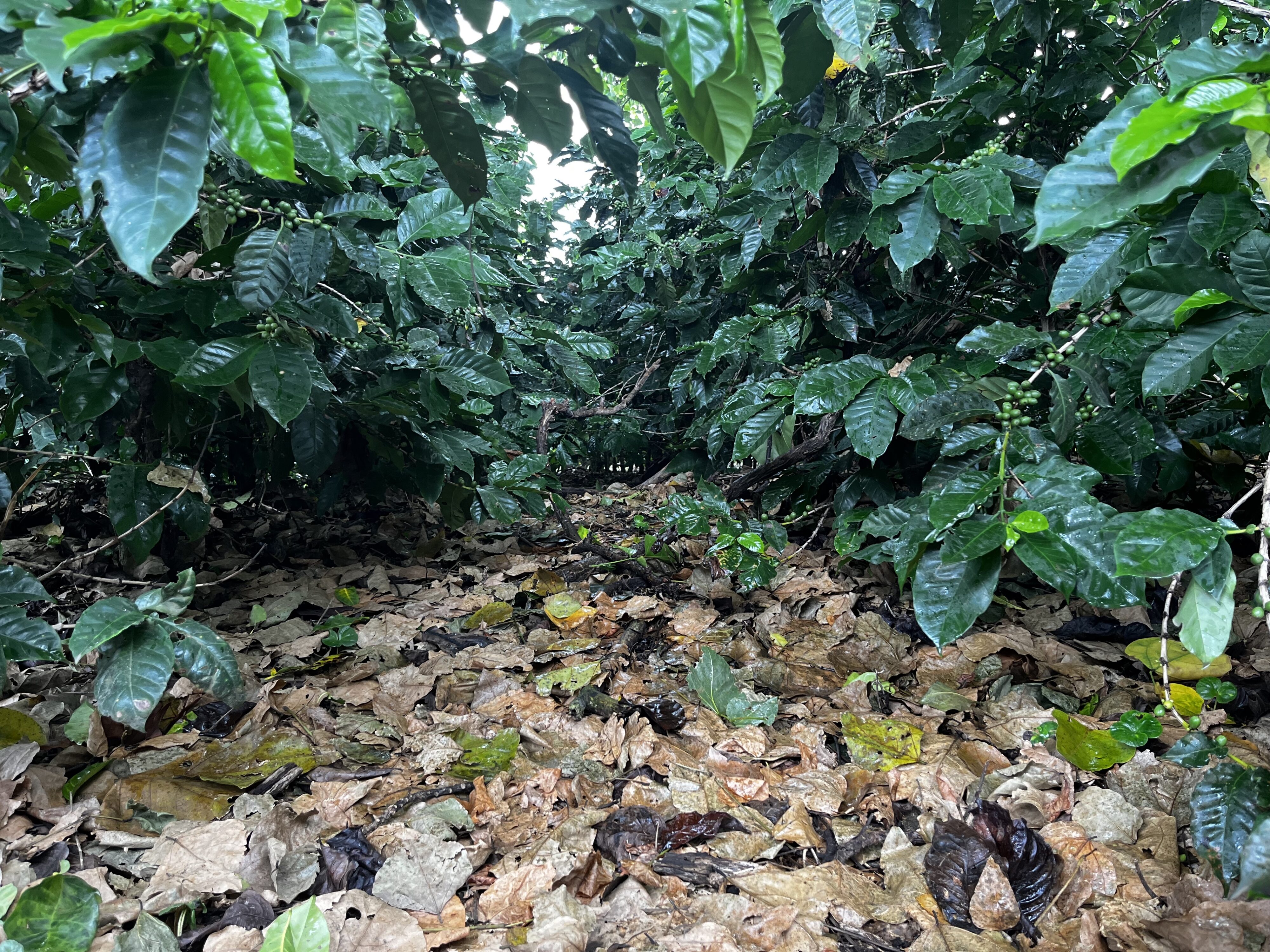 Brown leaves across the ground framed by coffee plants. 