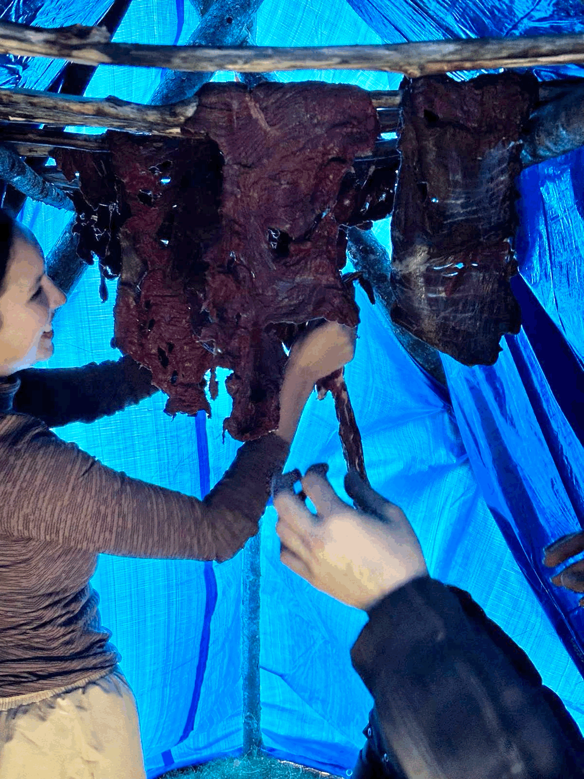 A woman dries elk meet hanging from  natural rafters under a blue tent. 