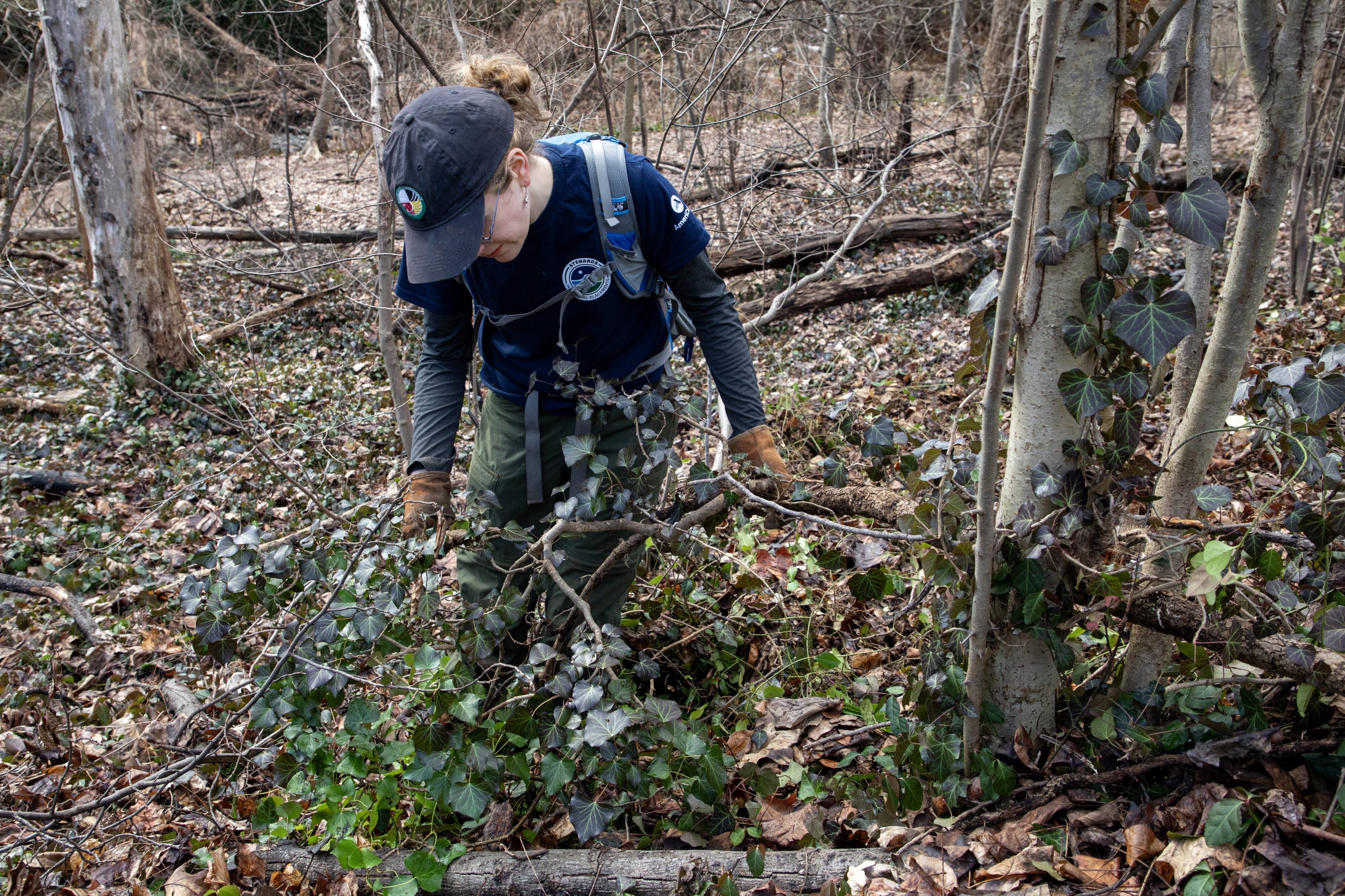 A National Park Service representative pauses to gauge how to best remove a tangle of English ivy, Feb. 1, 2025.
