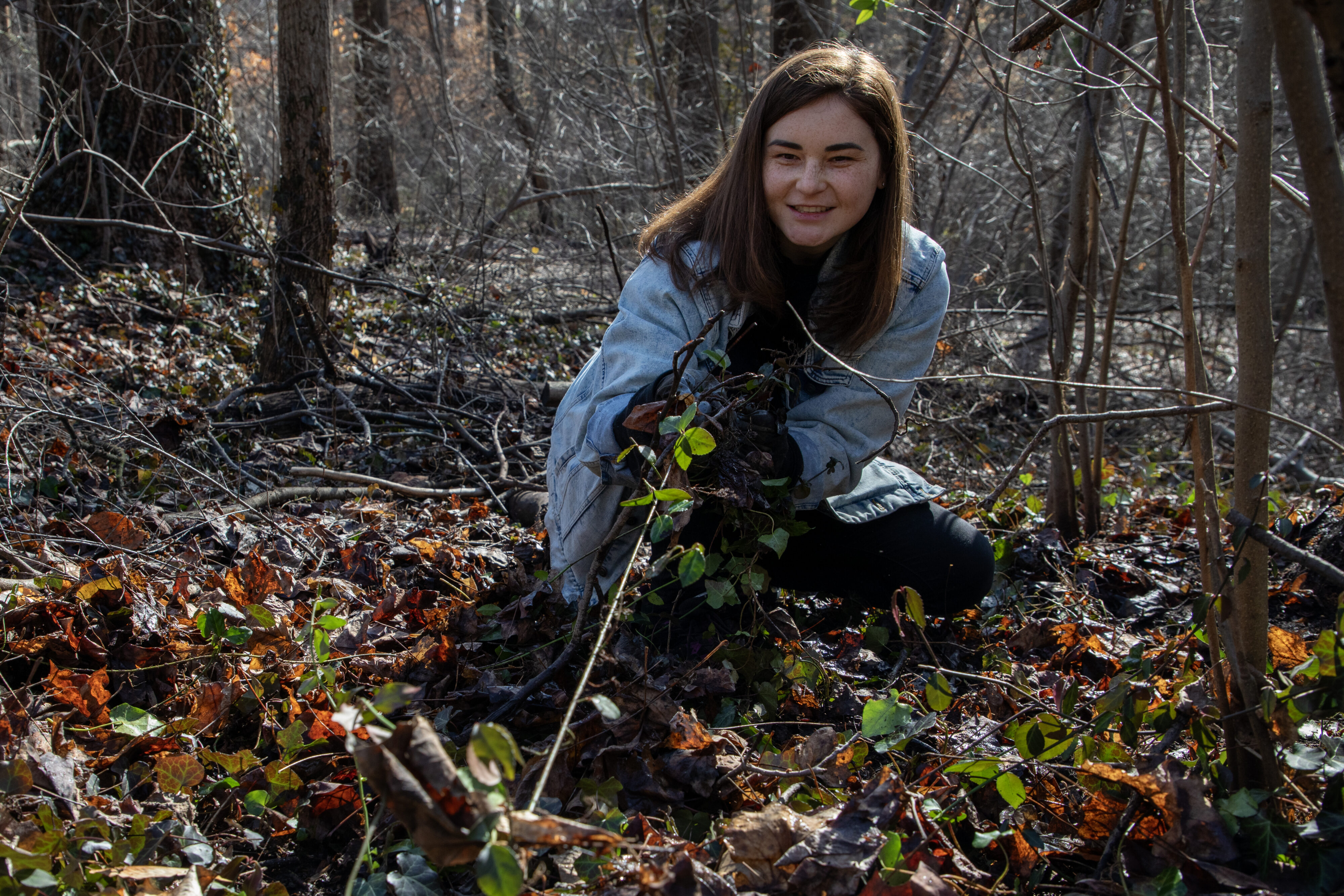 Olga Sun pulls an English ivy vine, Feb. 1, 2025. This was Sun’s second time volunteering to remove invasive plants at Rock Creek Park while trying to “find my community” as she had moved to the area six months ago.
